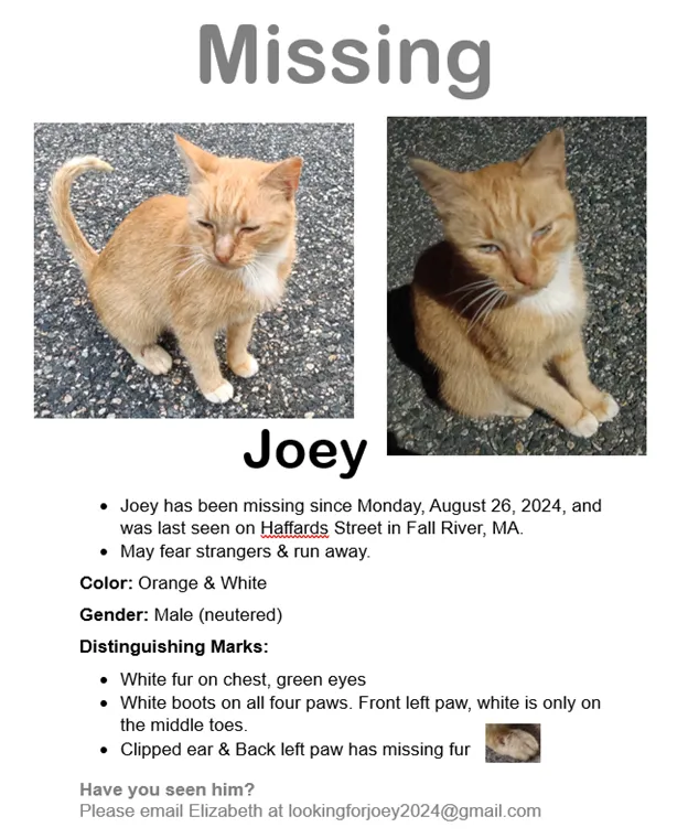 Joey - Haffards St, Fall River