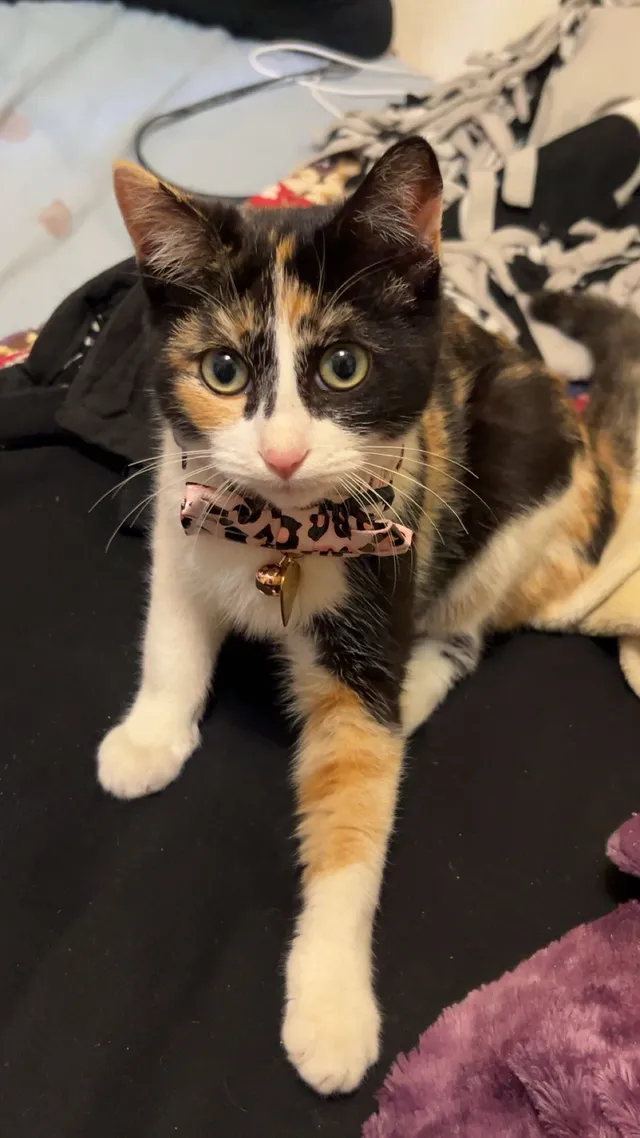 Cleo - E Reno Ave, Midwest City