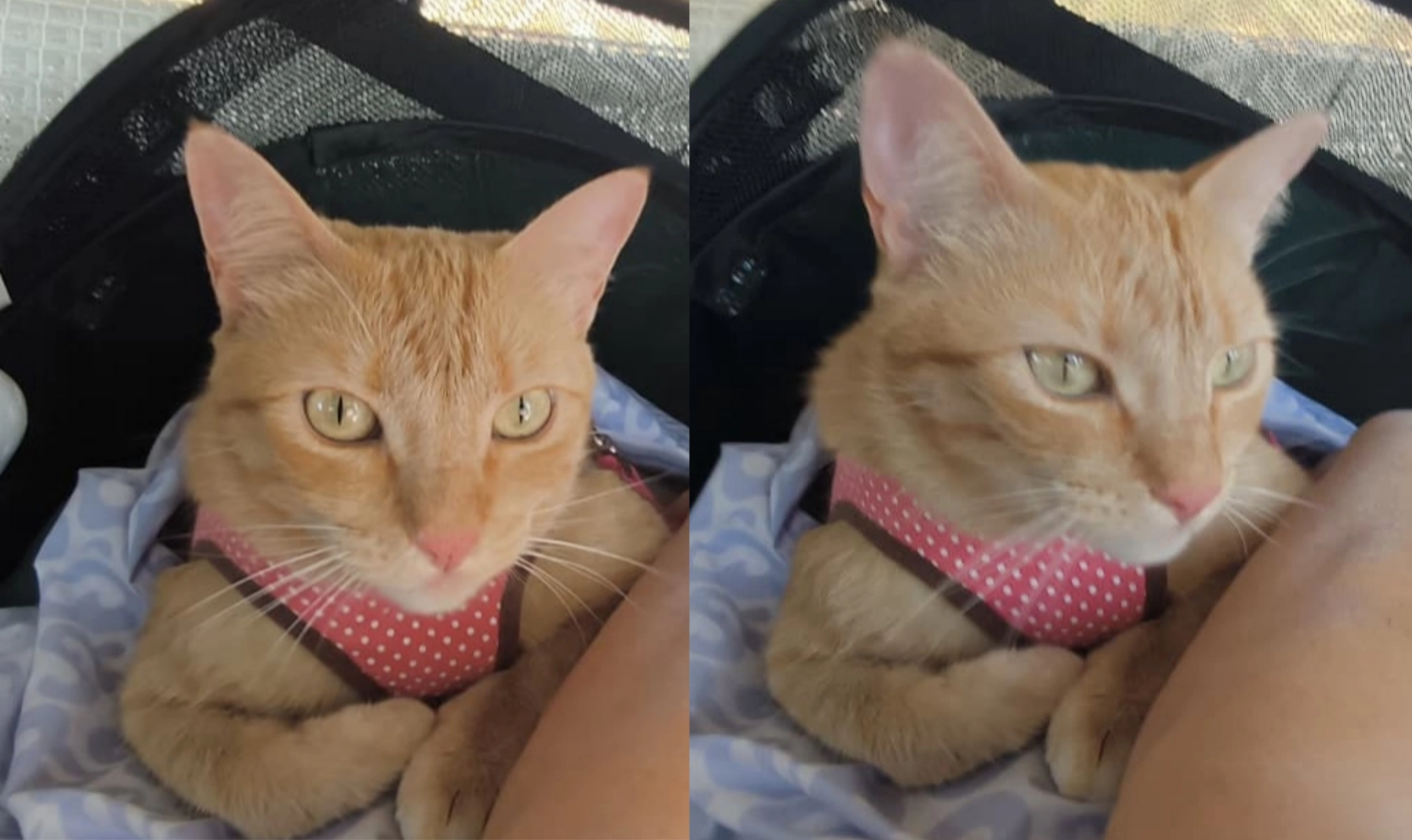 Iris - Camino De Enmedio, Nerja