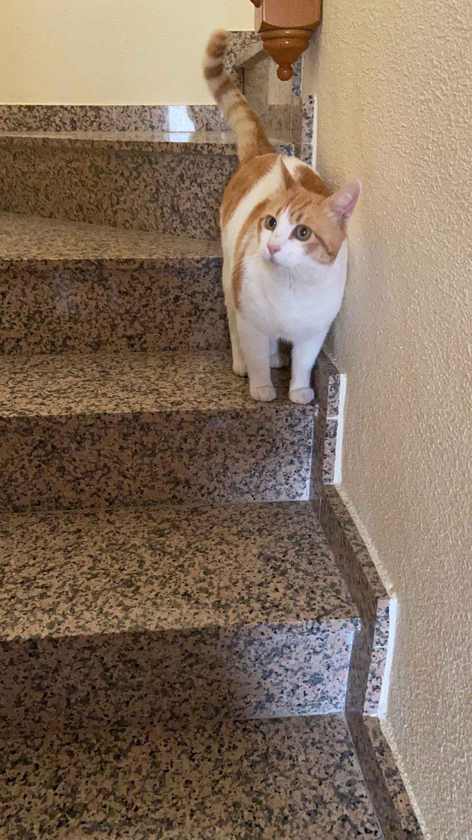 Flavio - Carrer de les Orquídies, Manacor