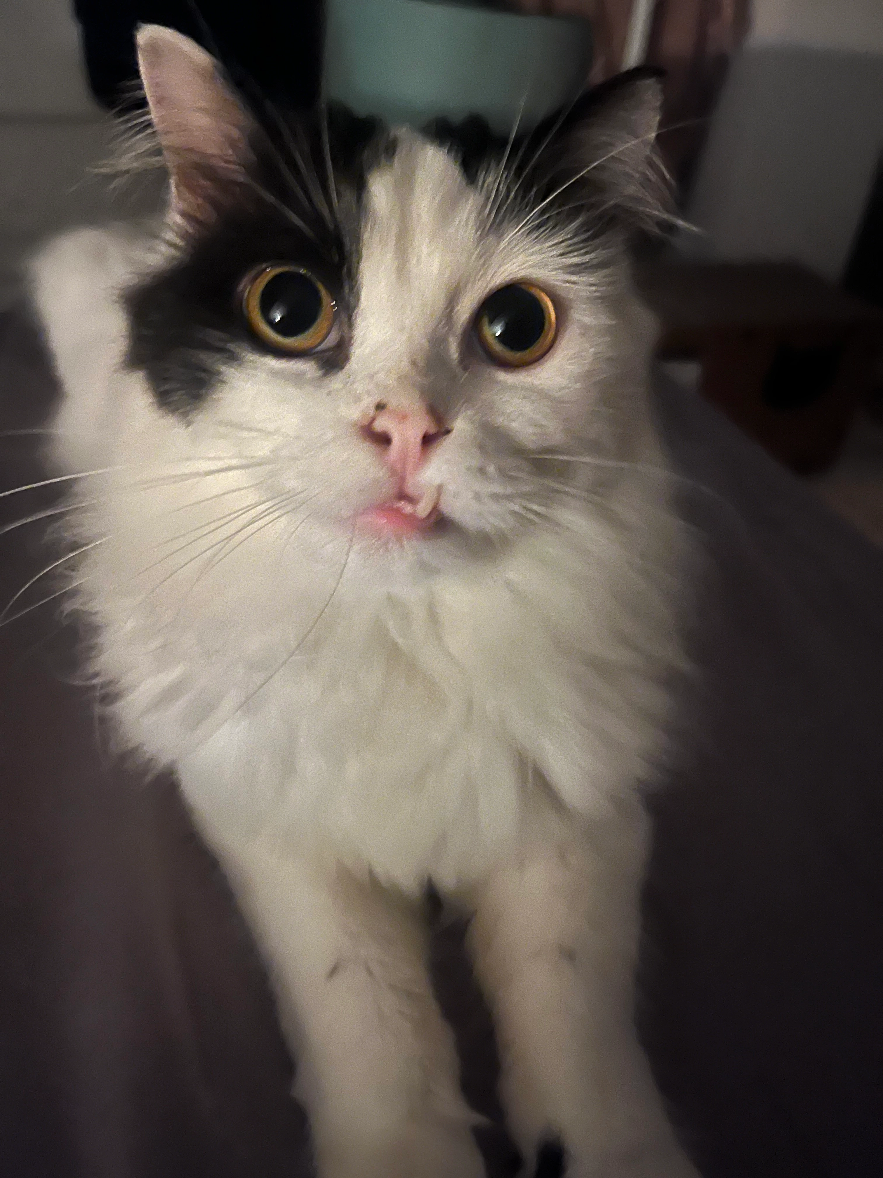 Atan - Jalan Bunga Kemboja 4, Kuala Lumpur