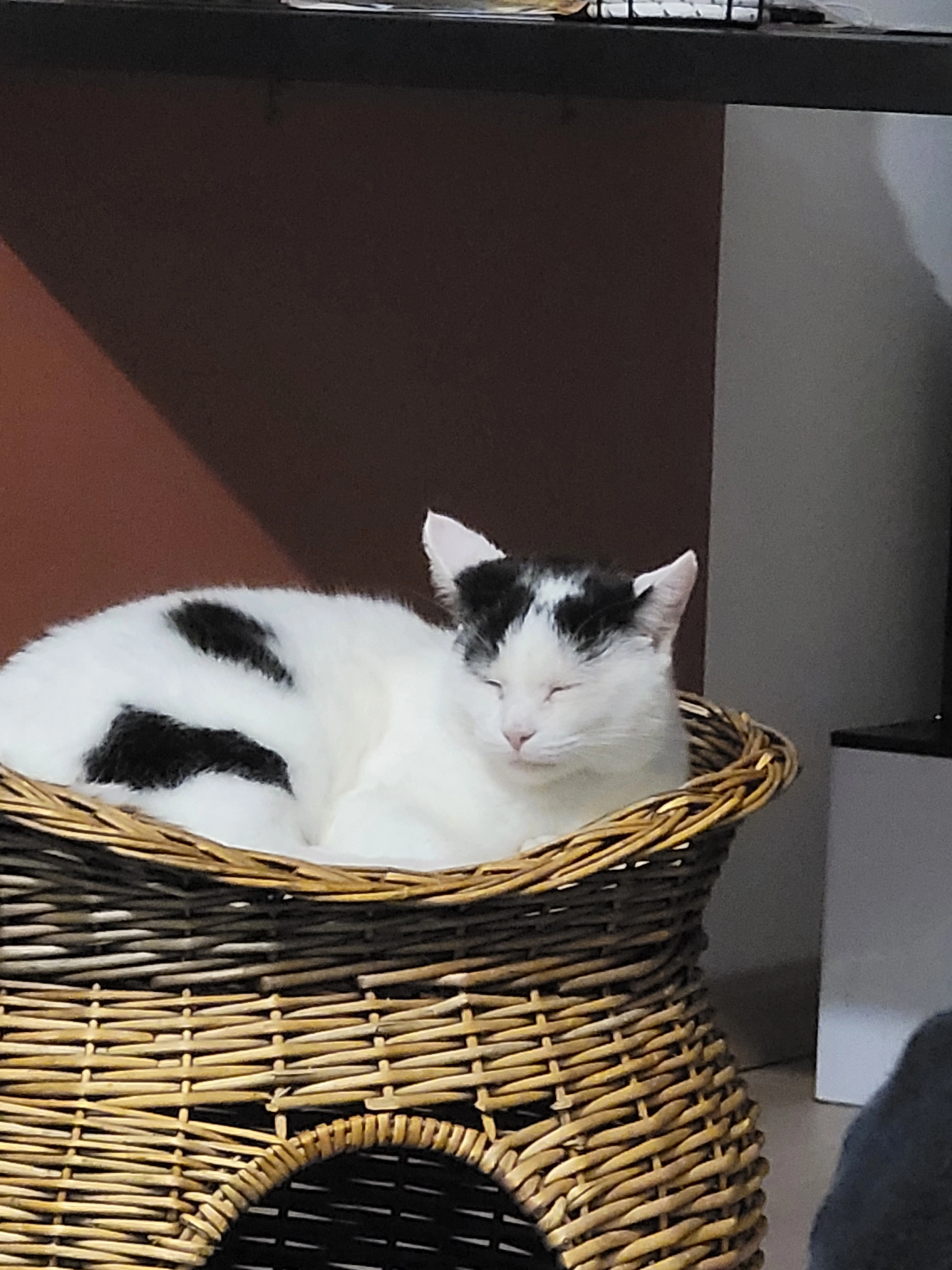 Leo - Rue de Guebwiller, Merxheim