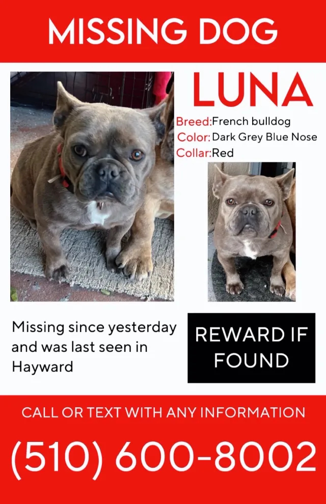 Luna  - 264 Laurel Ave, Hayward