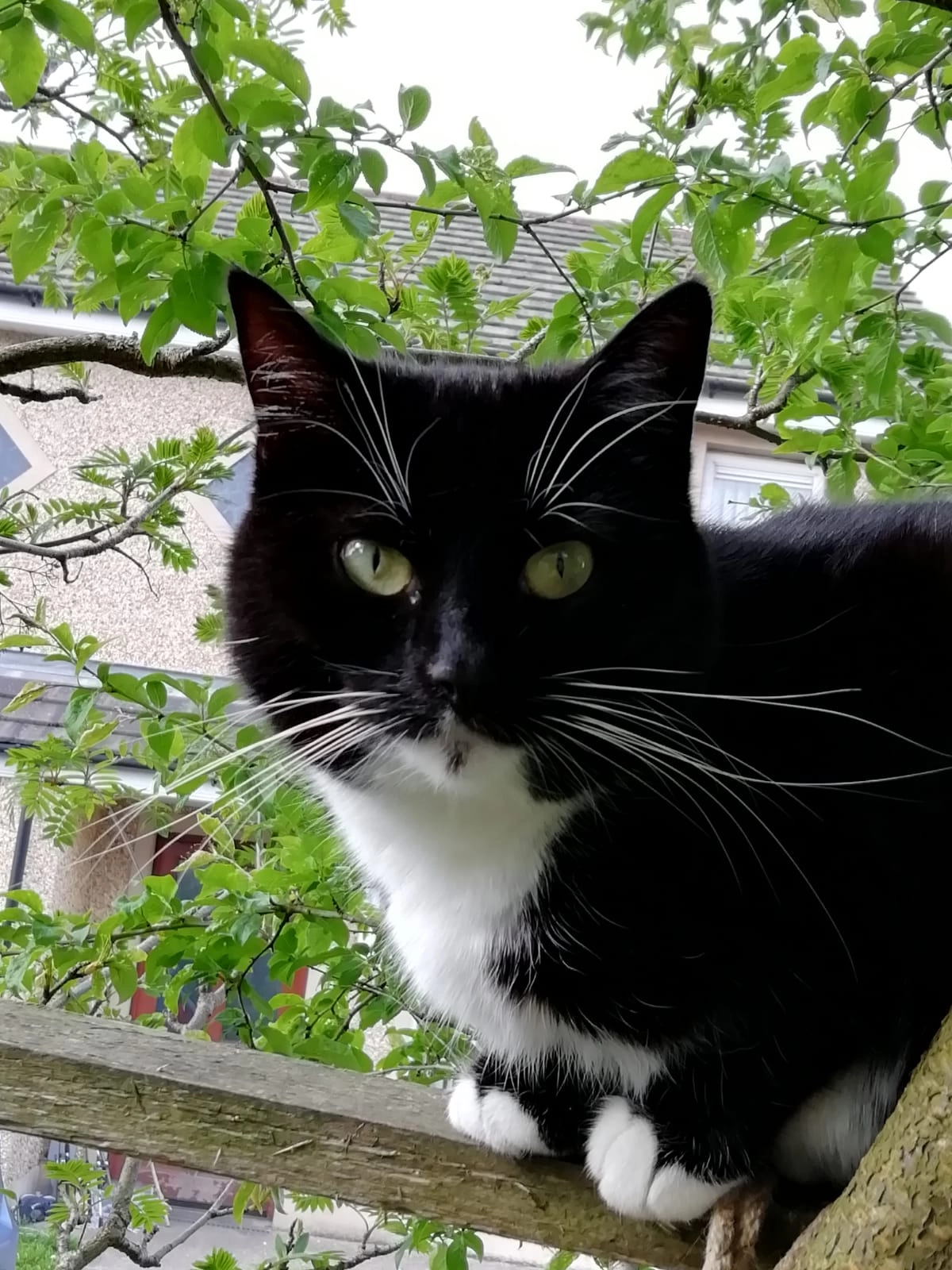 Athena  - Barrack Court, Newry