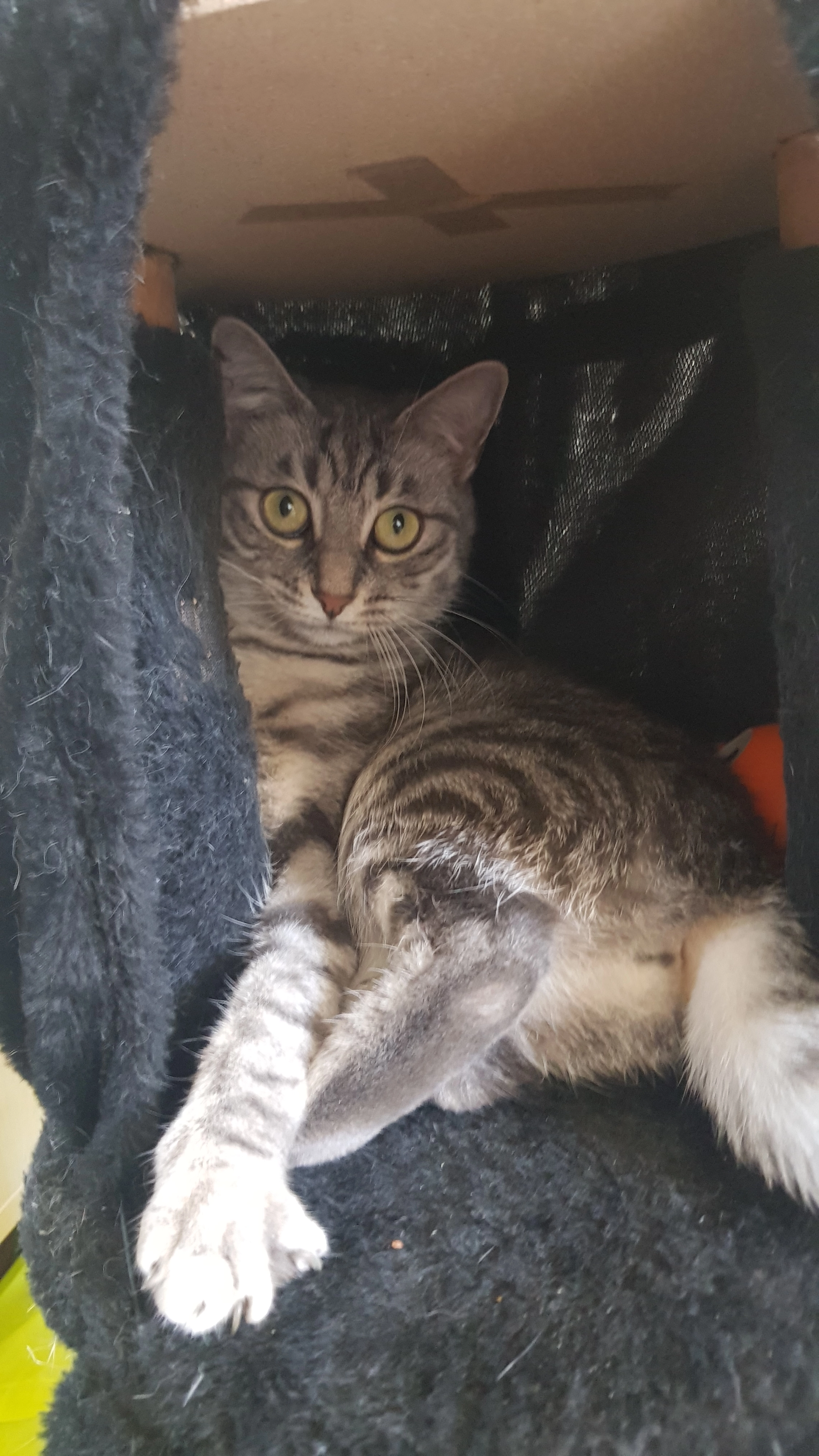 Rose - Rue Robert d'Harcourt, Pargny-lès-Reims