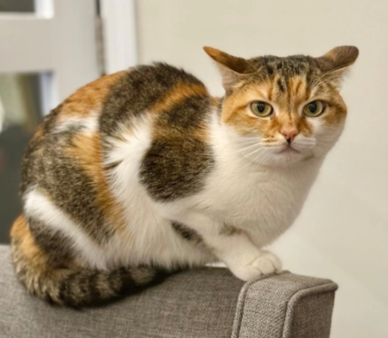 Gaia - NW7 2, London