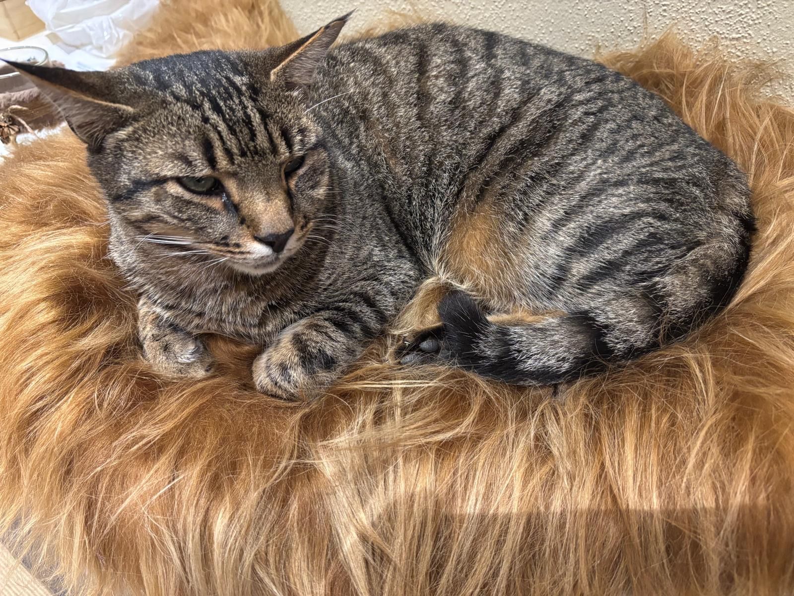 Fonsi  - Goethestraße, Osterhofen