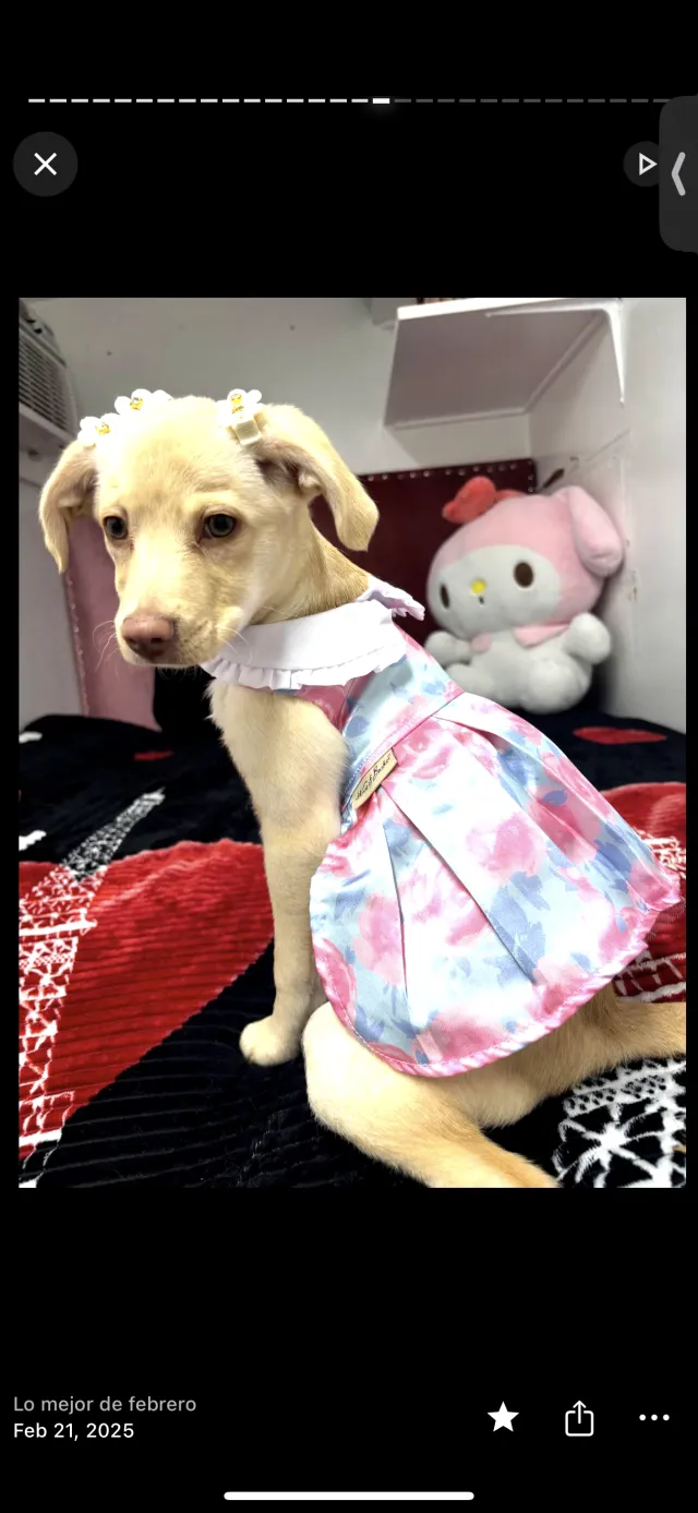 Lluvia y Spunky - 1509 W 11th Pl, Big Spring