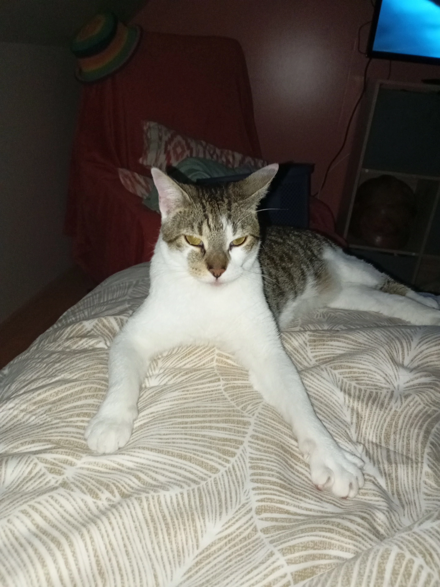 Hoa - 3 Rue des Primevères, Trèbes