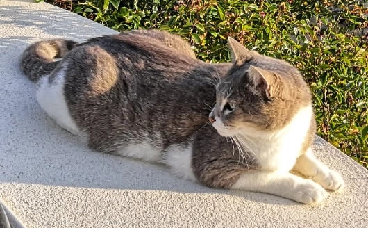 Bazouk - Straight Drove, Bridgwater