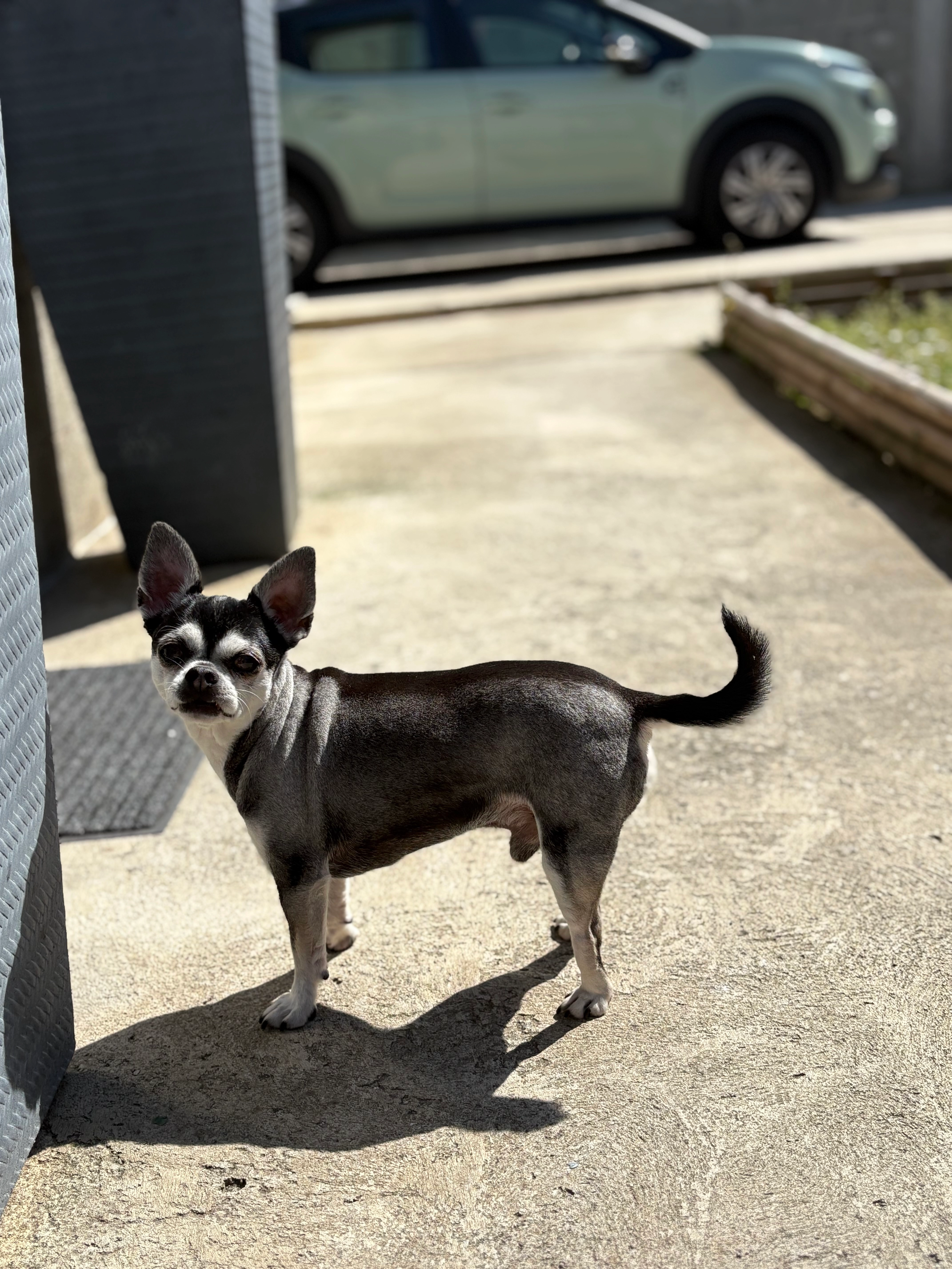 Pinocchio - 4 Chemin des Razes, Vénissieux