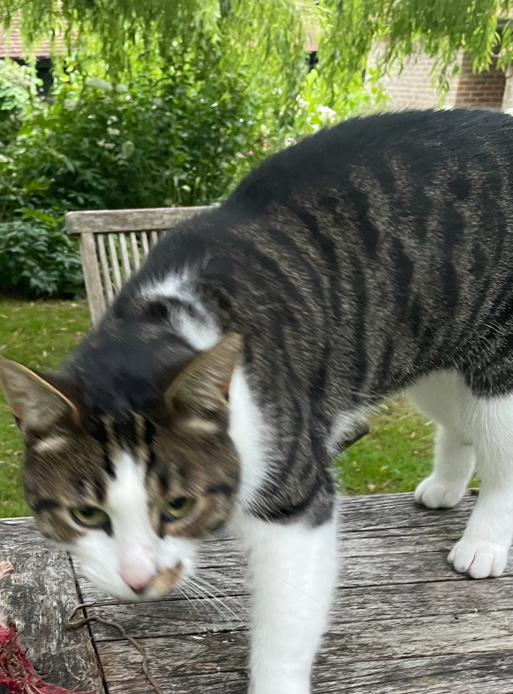 Fergus - Redland End, Princes Risborough