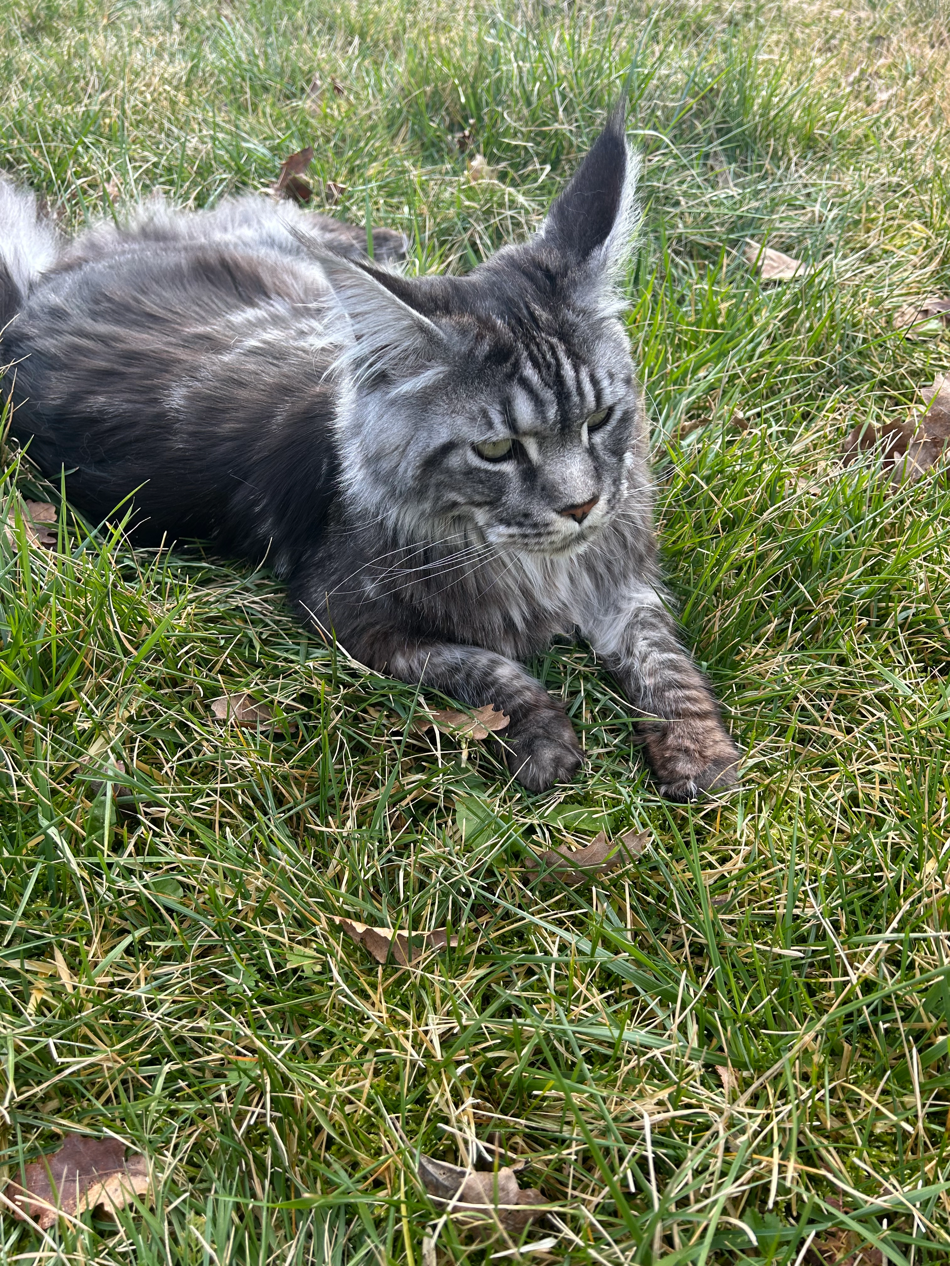 Taaut - 22 Rue des Lignes, Sainte-Radegonde