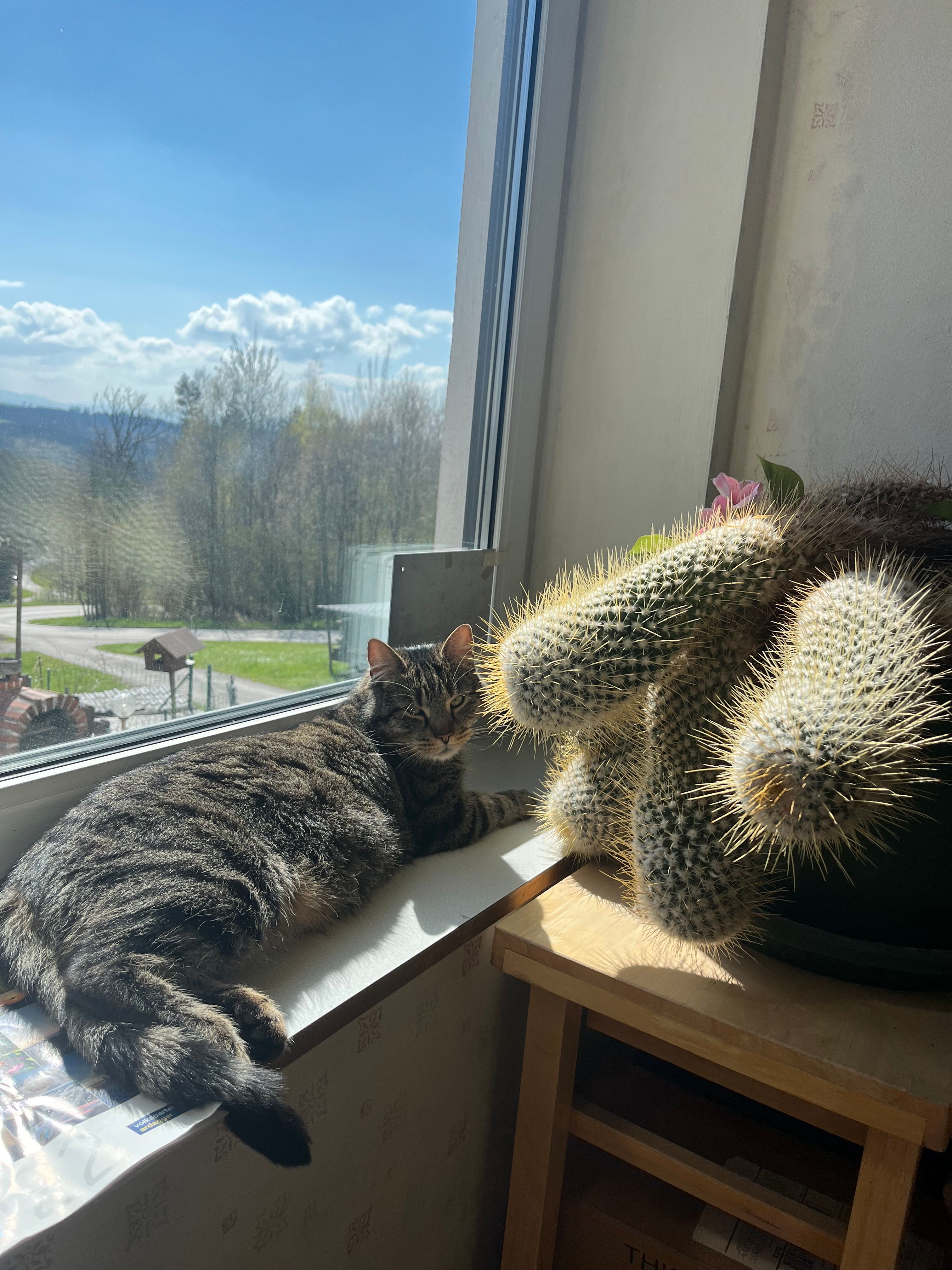 Balou - Paulberg 1, Ardagger