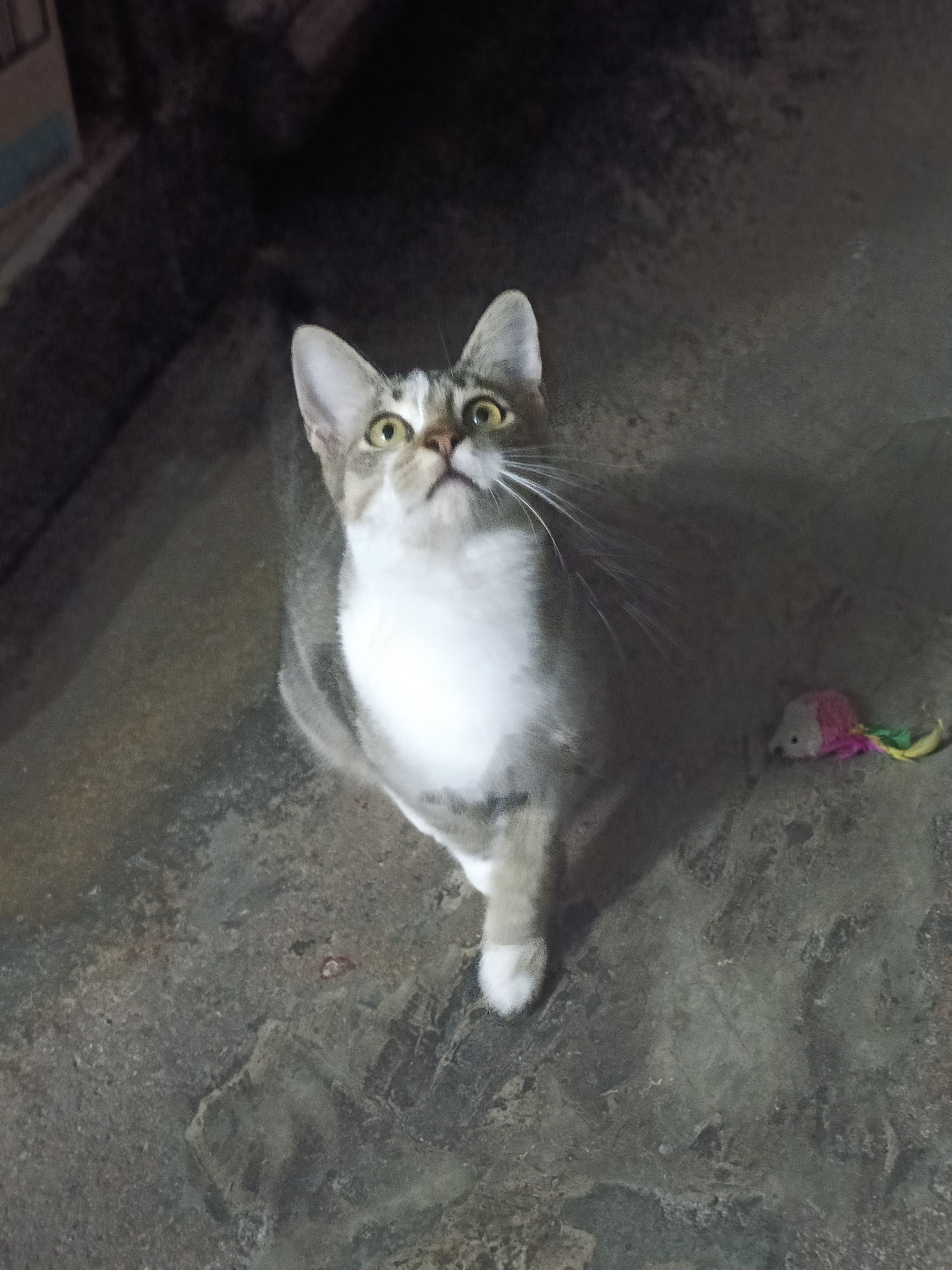 Female cat name mimi - 31250, Tanjong Rambutan