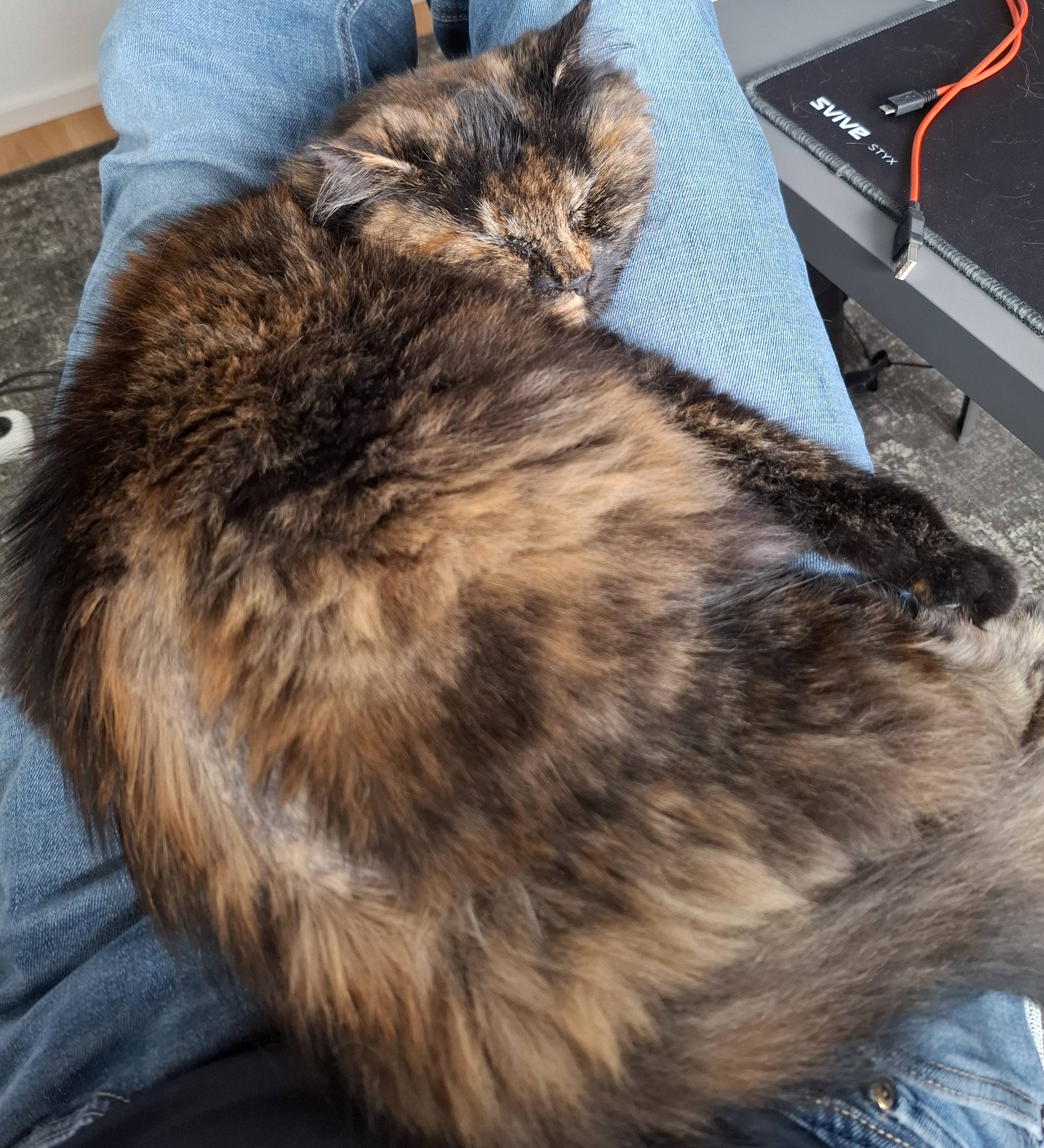 Smulan - Stridbeckstraße, Munich