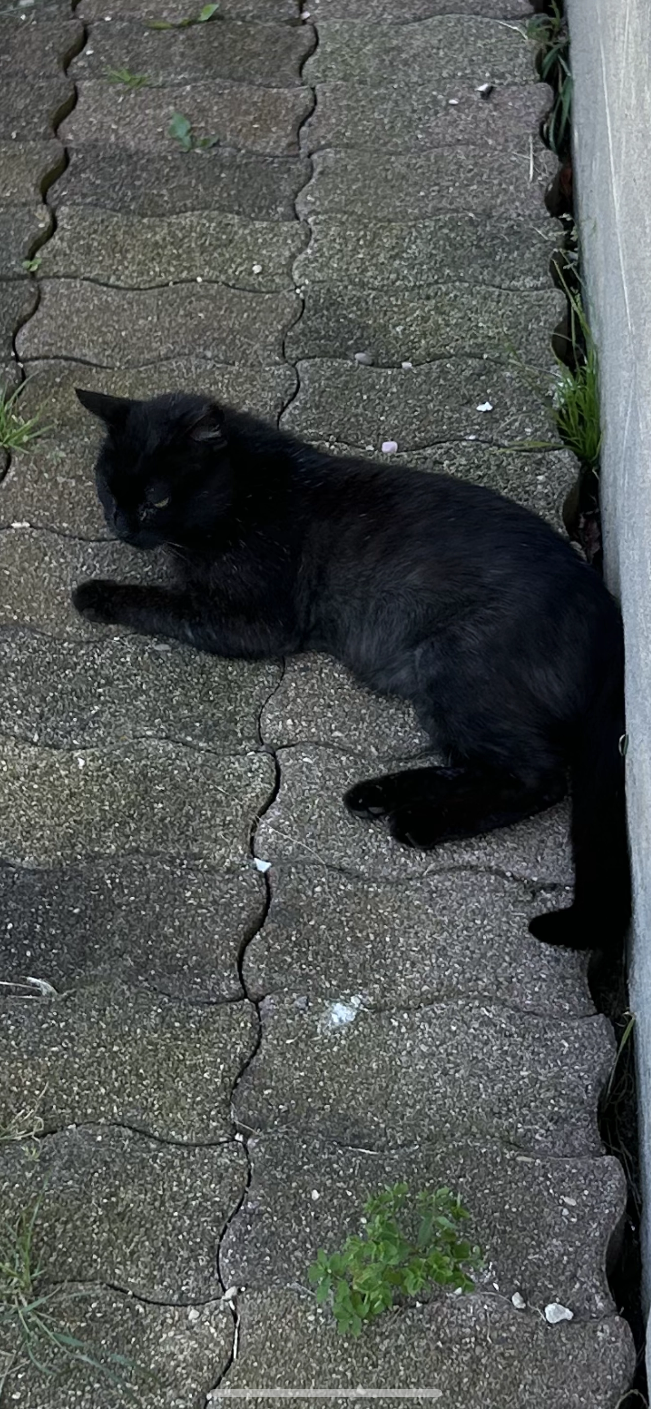 Chocolat - Chemin Du Behard, Dombasle-sur-Meurthe