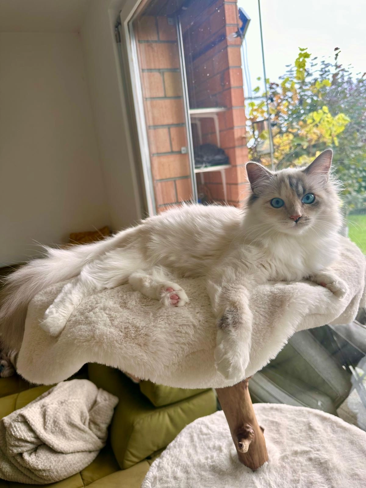 Daisy - Ryffenweg, Schönenberg