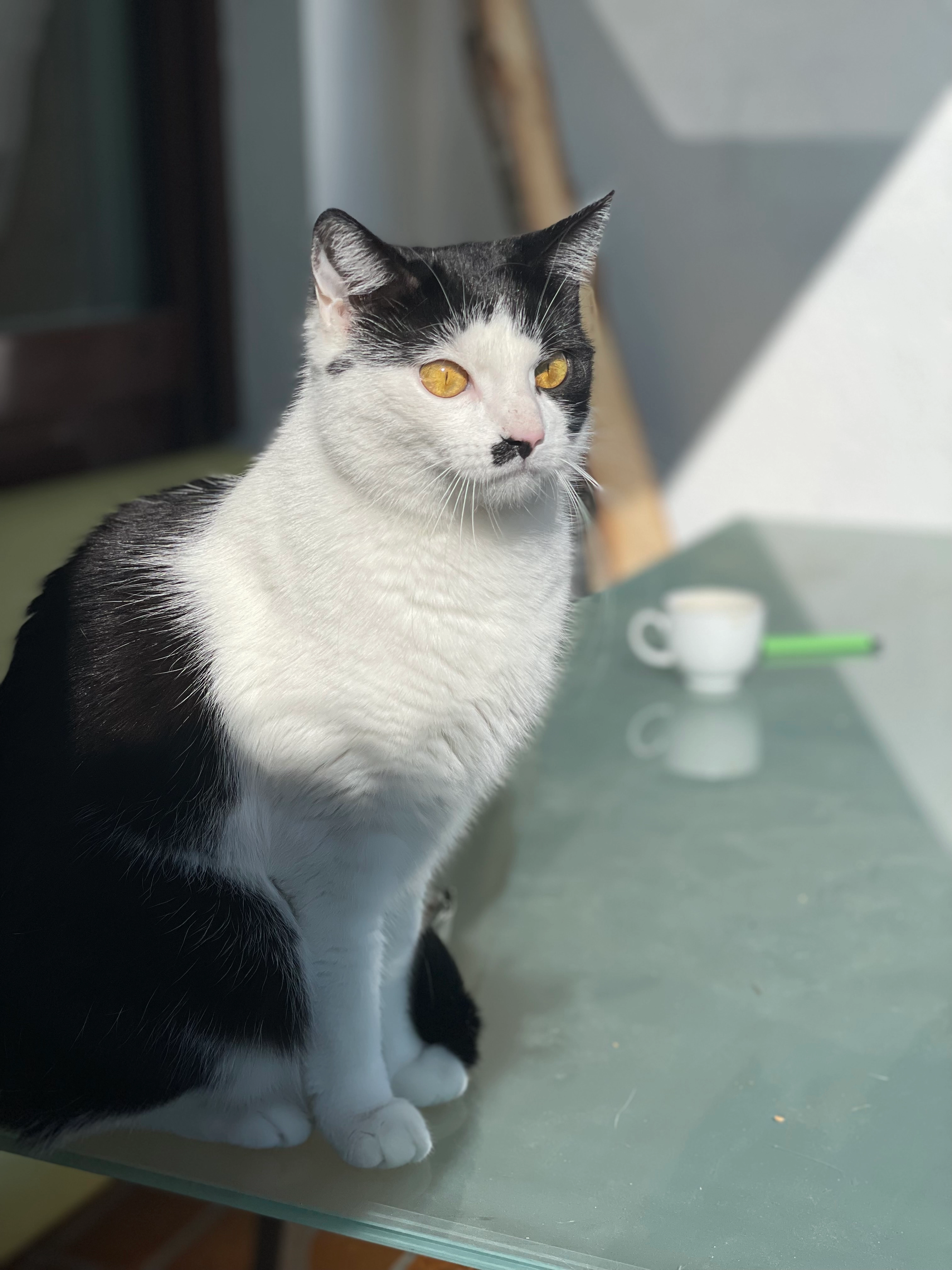 Finny - Sankt-Berthold-Allee 19, Garsten