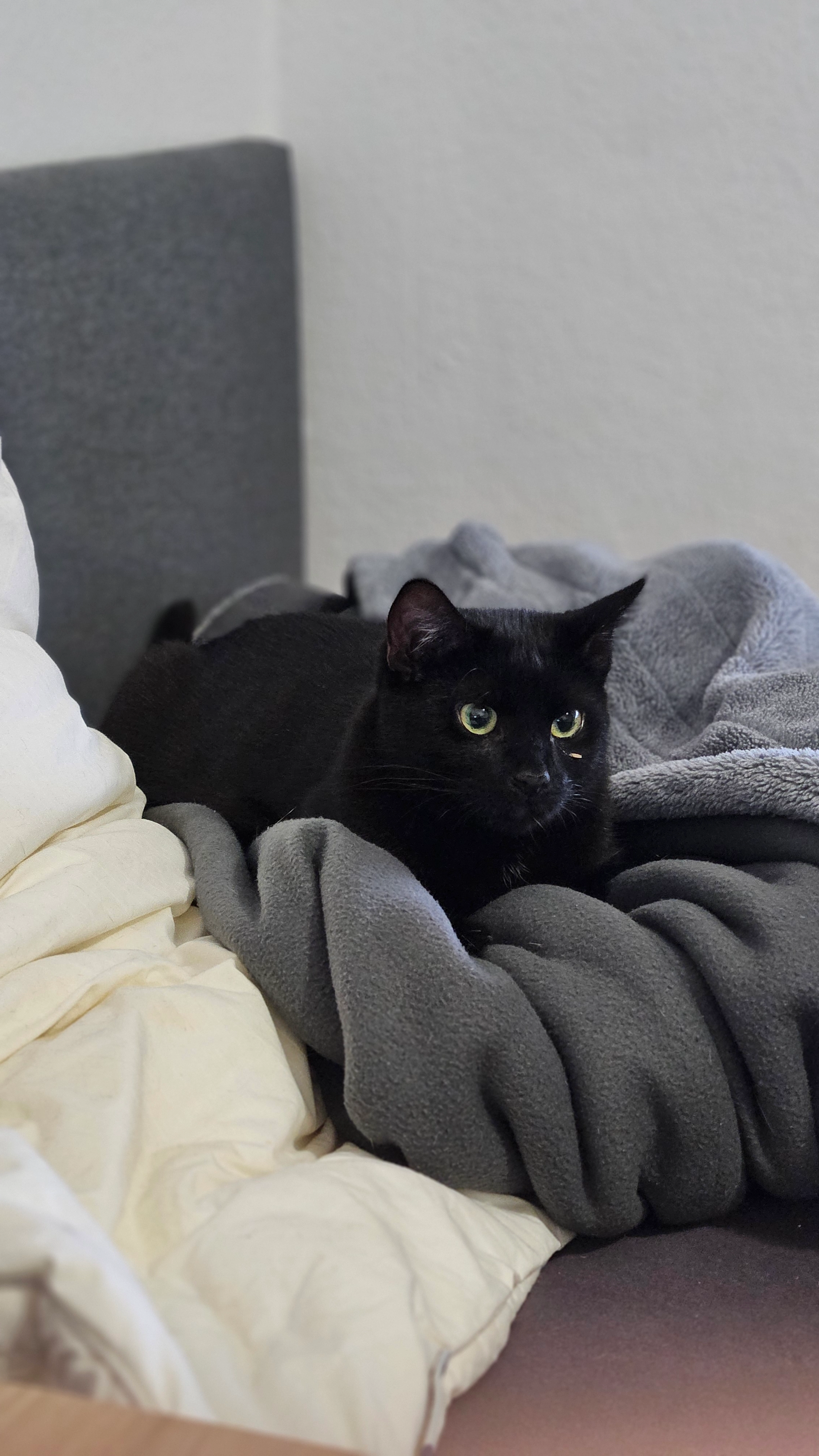 Romolus - Virchowstraße, Mayen