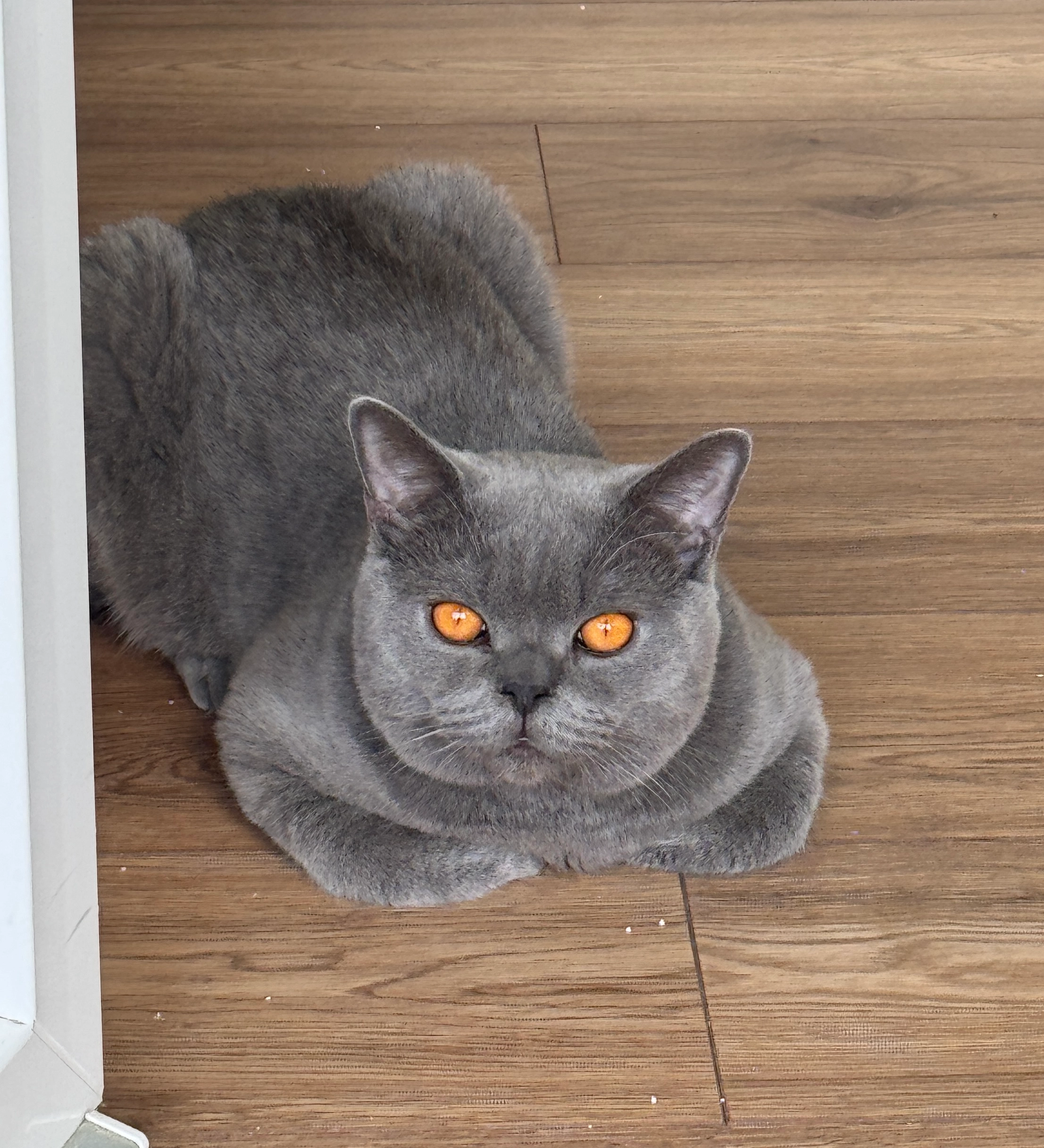 William - Dahlener Straße, Mönchengladbach