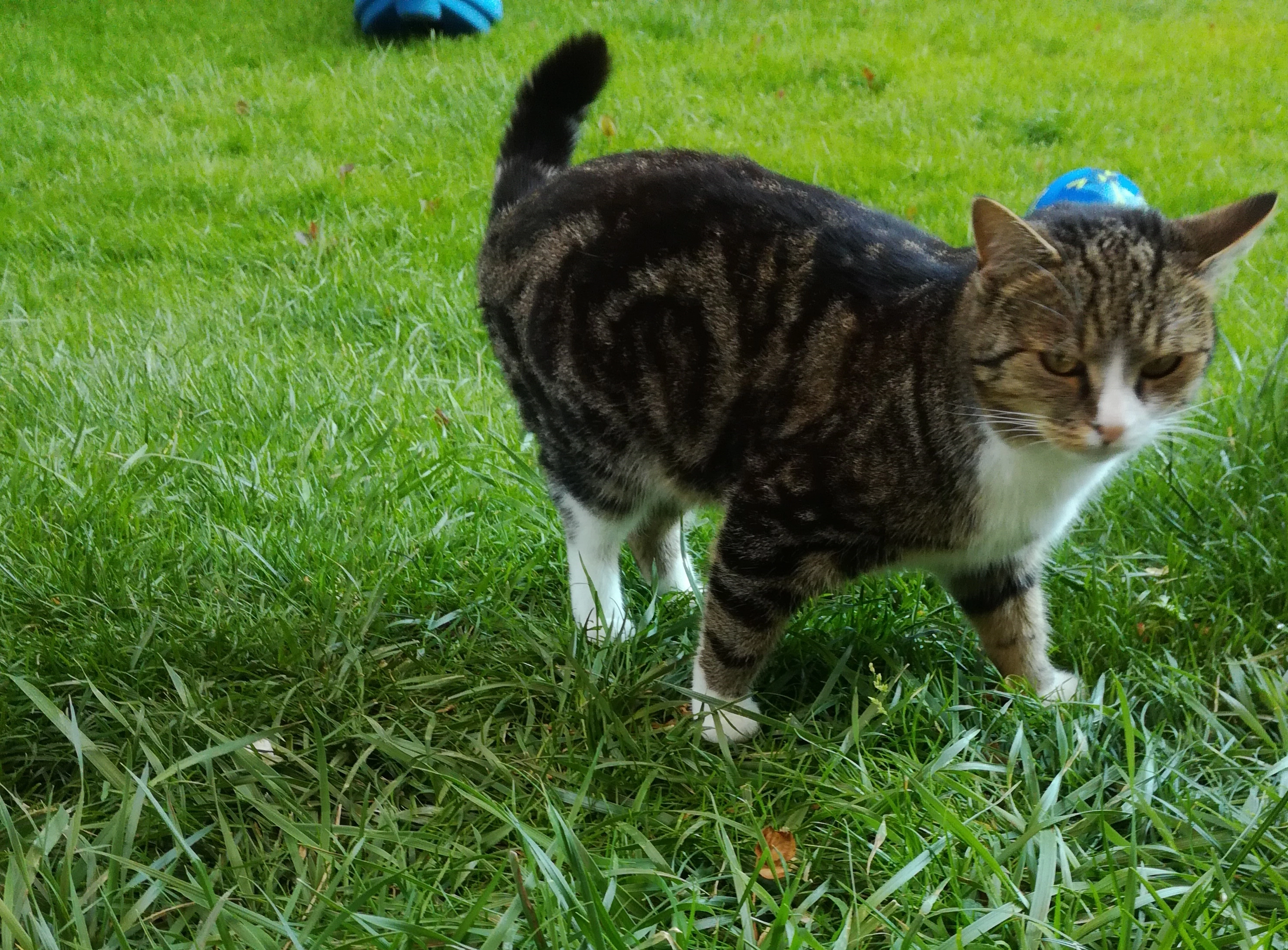 Lilly - Möslweg, Salzburg