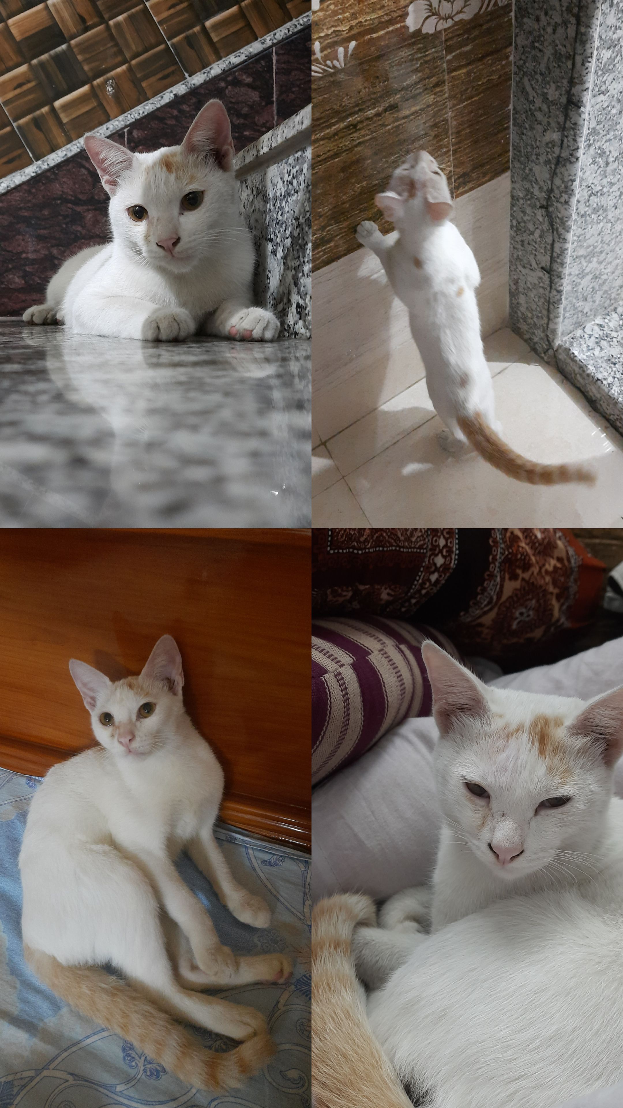 Puchi - Flyover, Siliguri