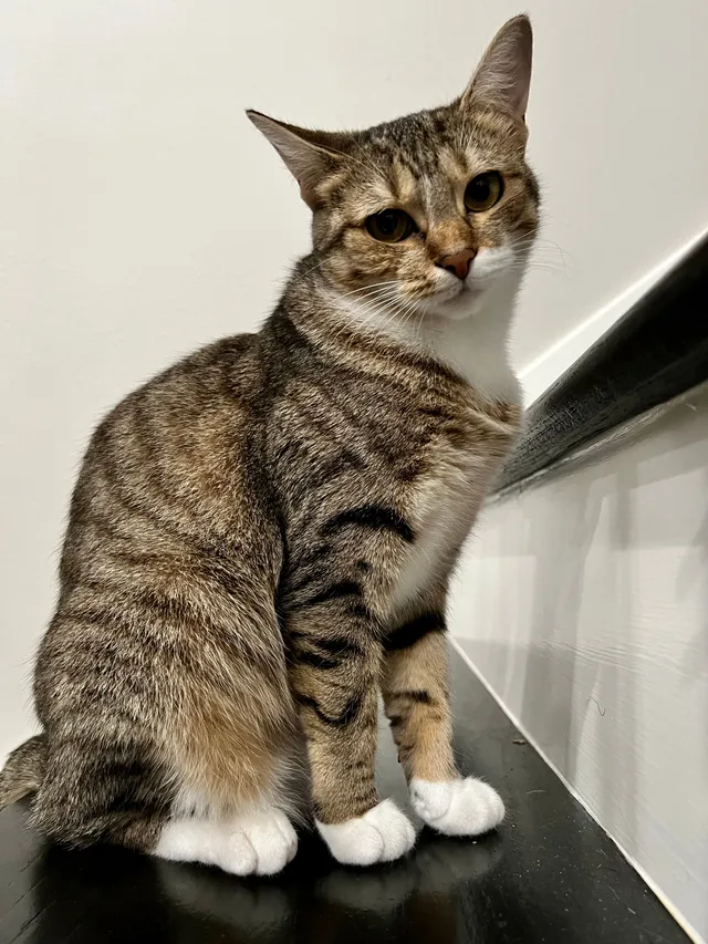 Sherbert - Gossamer Lane, Sugar Land