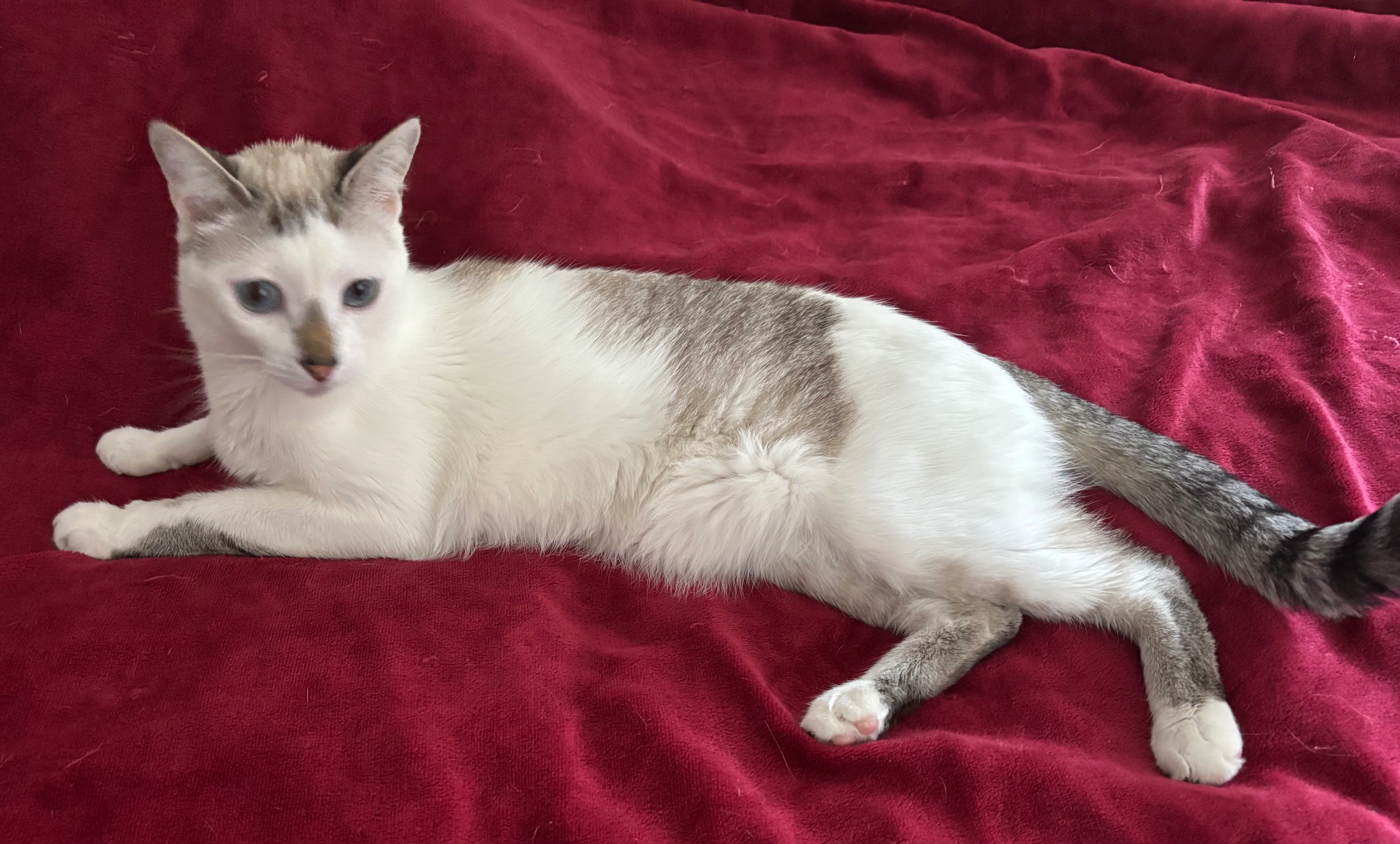 Leo - 10 Rue du Port aux Dames, Draveil