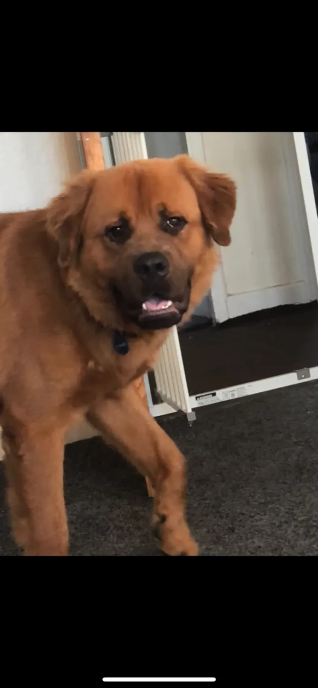 Yogi bear - Saughton Mains Terrace, Edinburgh