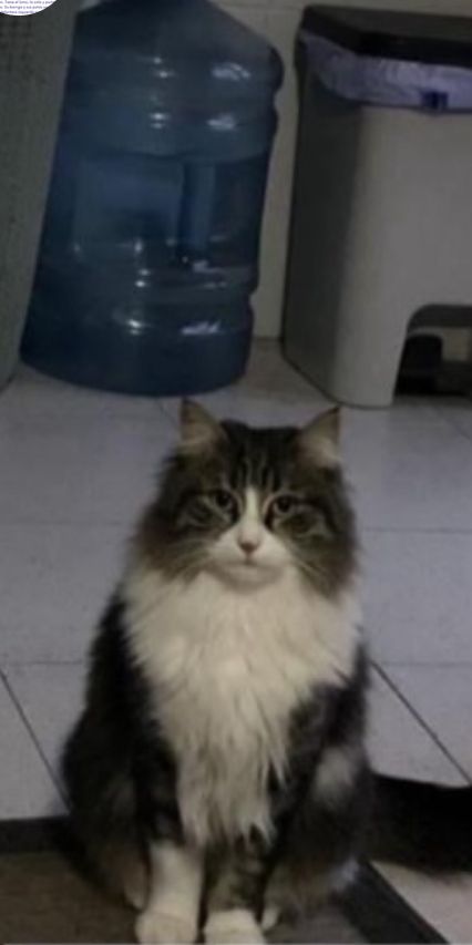 Rita - Calle Canal de la Infanta, Molins de Rei