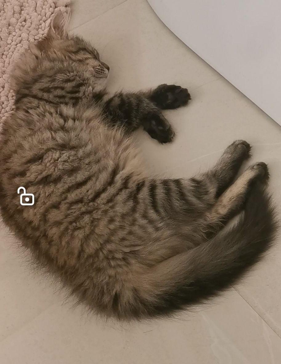 Mango - R513, Caherconlish