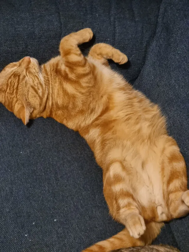 Simba - Brabazon Road, Hounslow