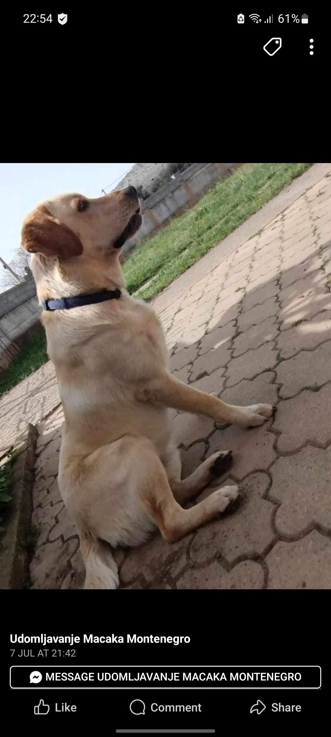 Pasha - 81109, Podgorica