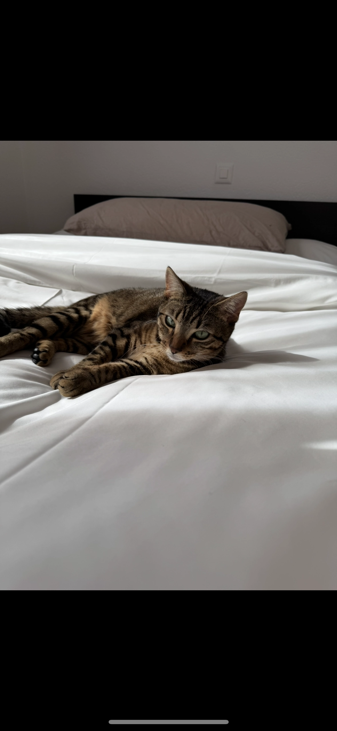 Litchi - Avenue de France, Monthey