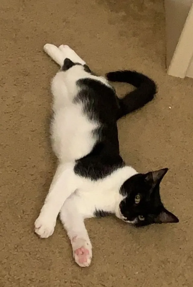 Luna - Bridgestone Dr, Orlando