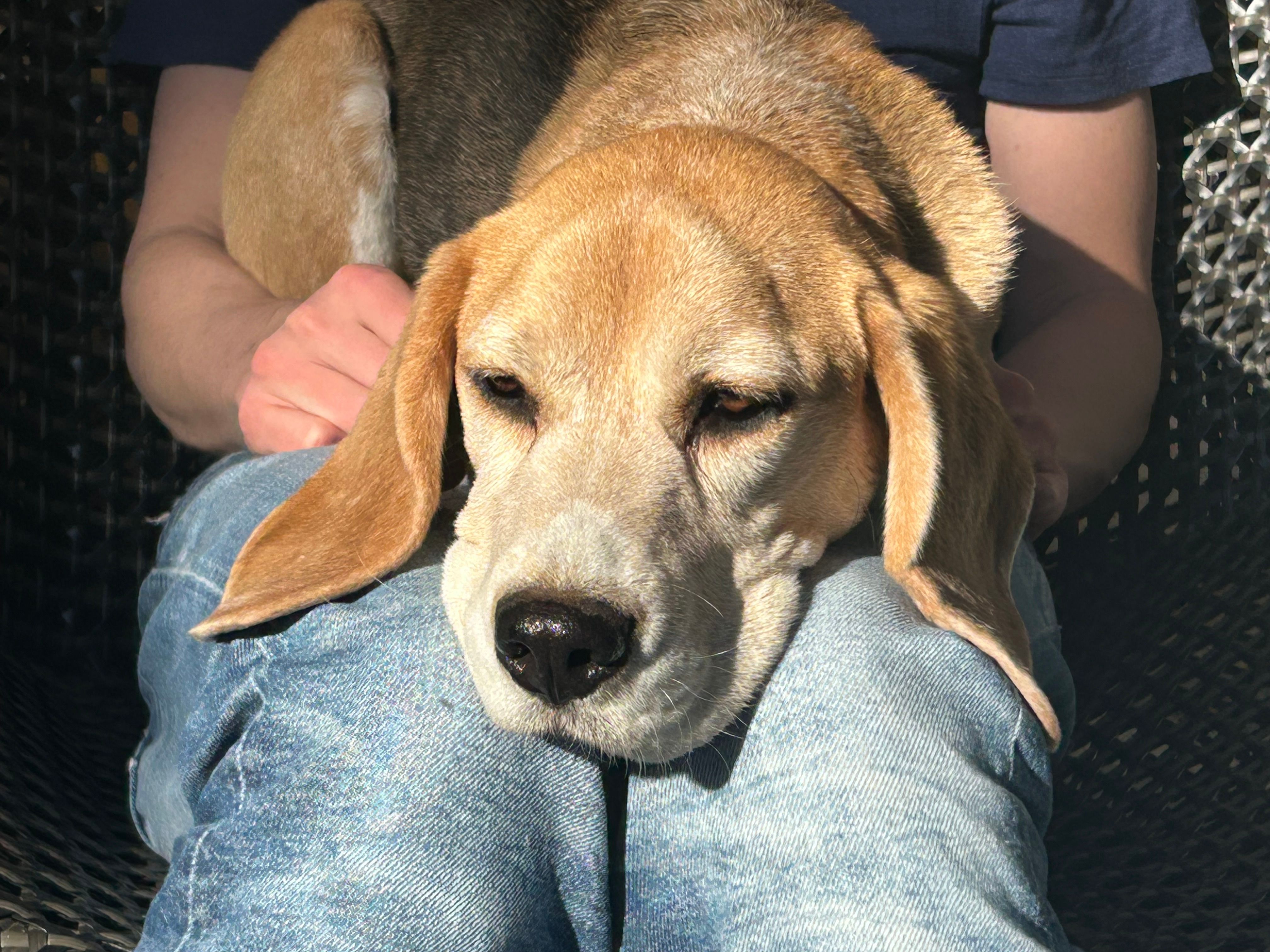 Pablo - Parklaan, Waalre