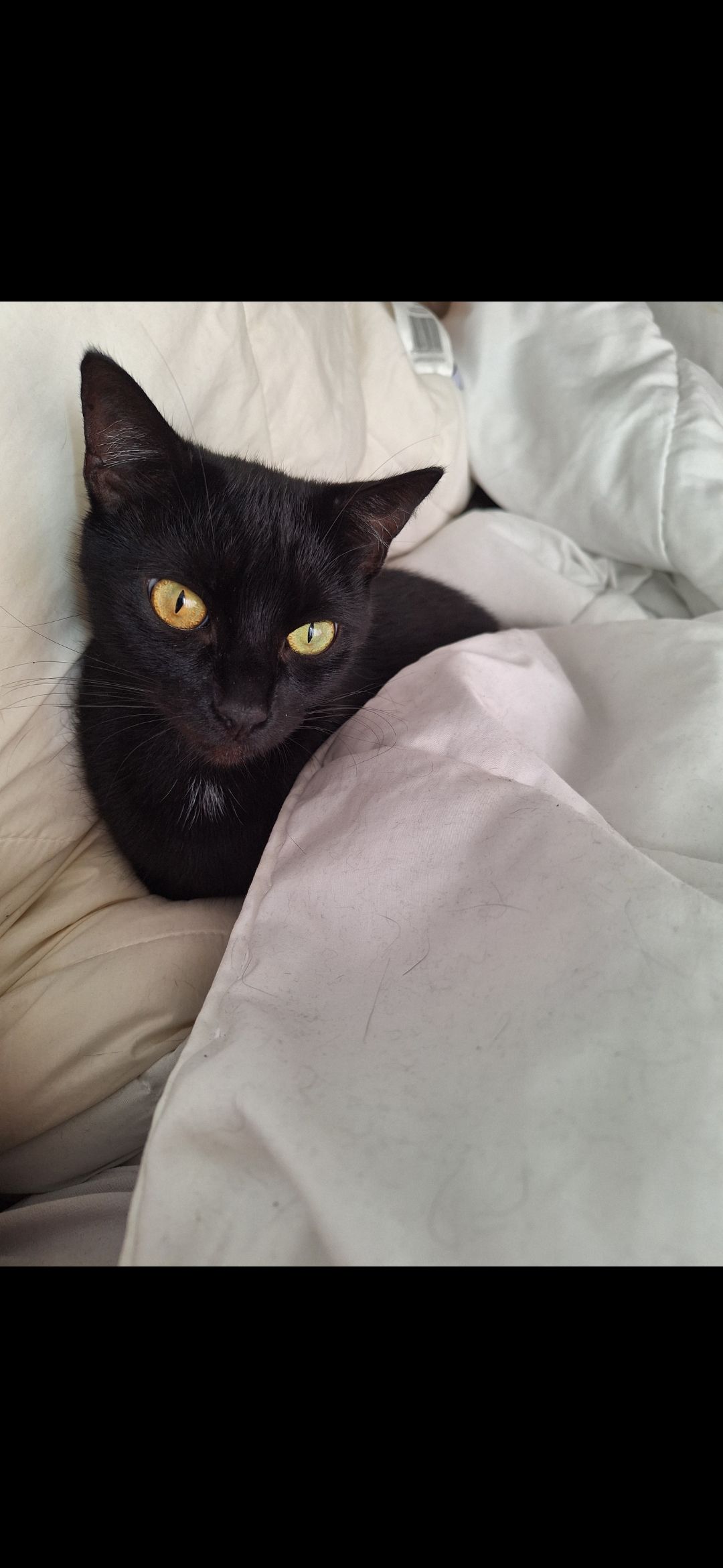 Baffi  - Friedrichstraße, Lingen