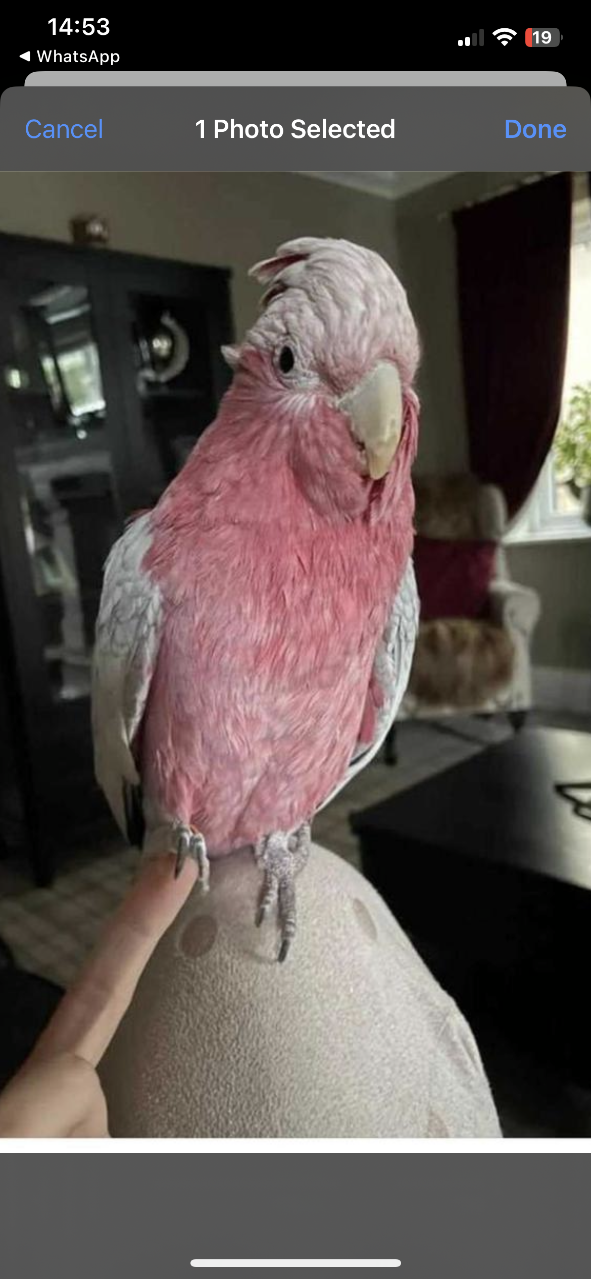 Django - CA7 0, Wigton