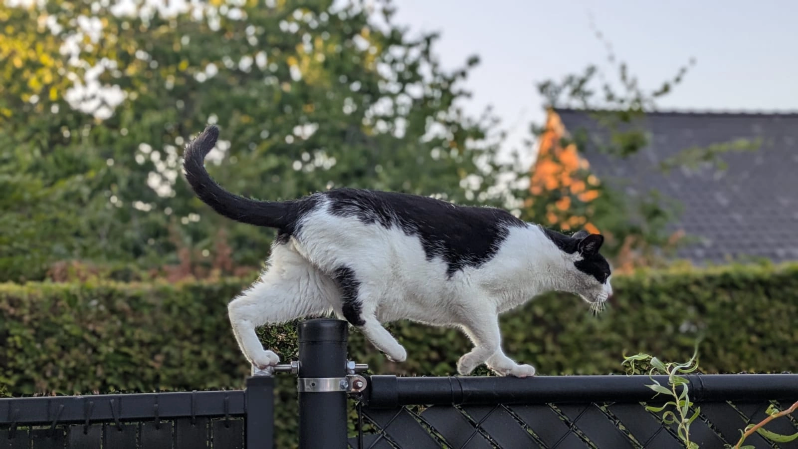 Chocopops/ popsie - Schaluinstraat, Tremelo