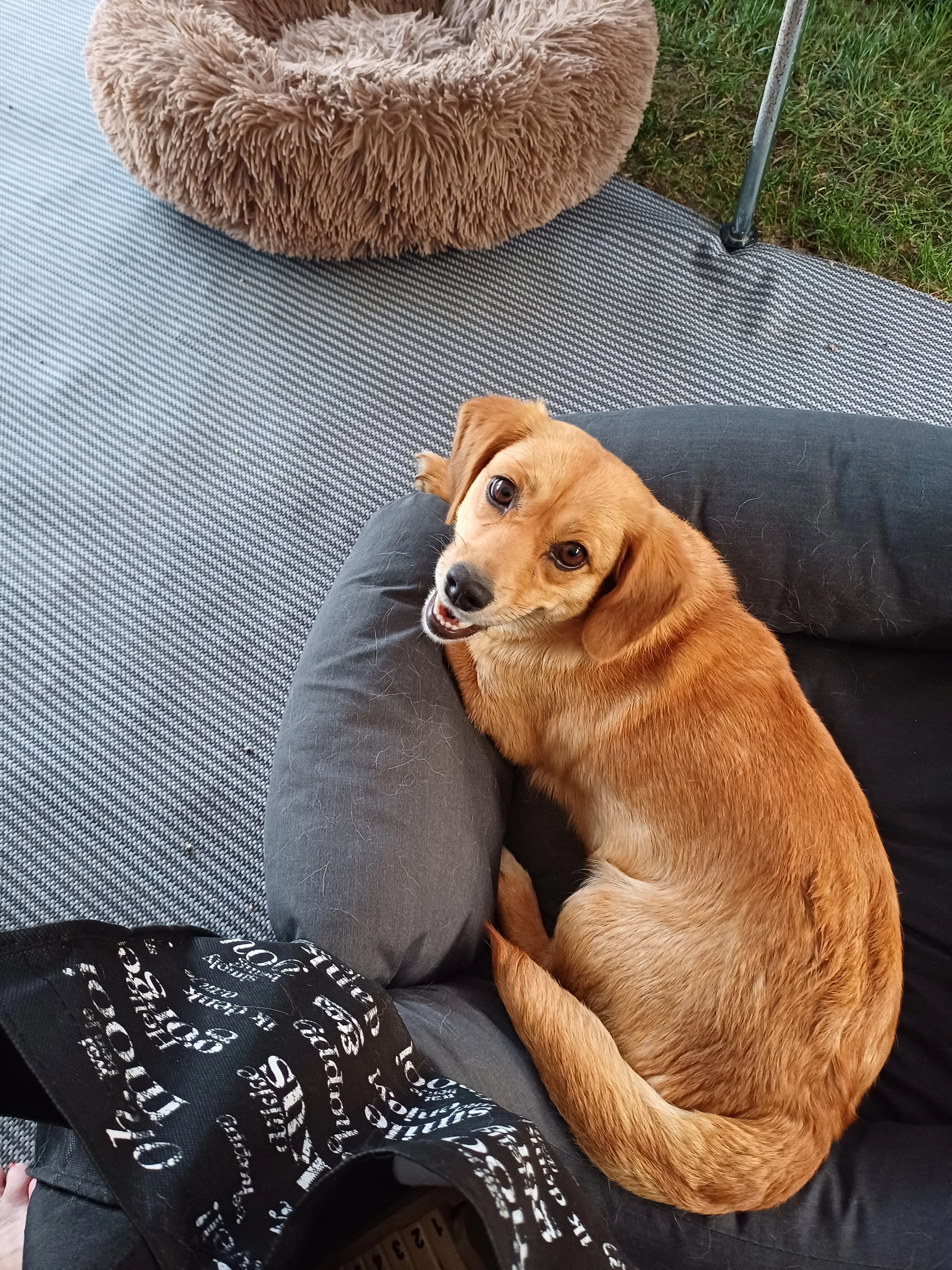 Saartje - Zuiderdamsterweg, Westerland