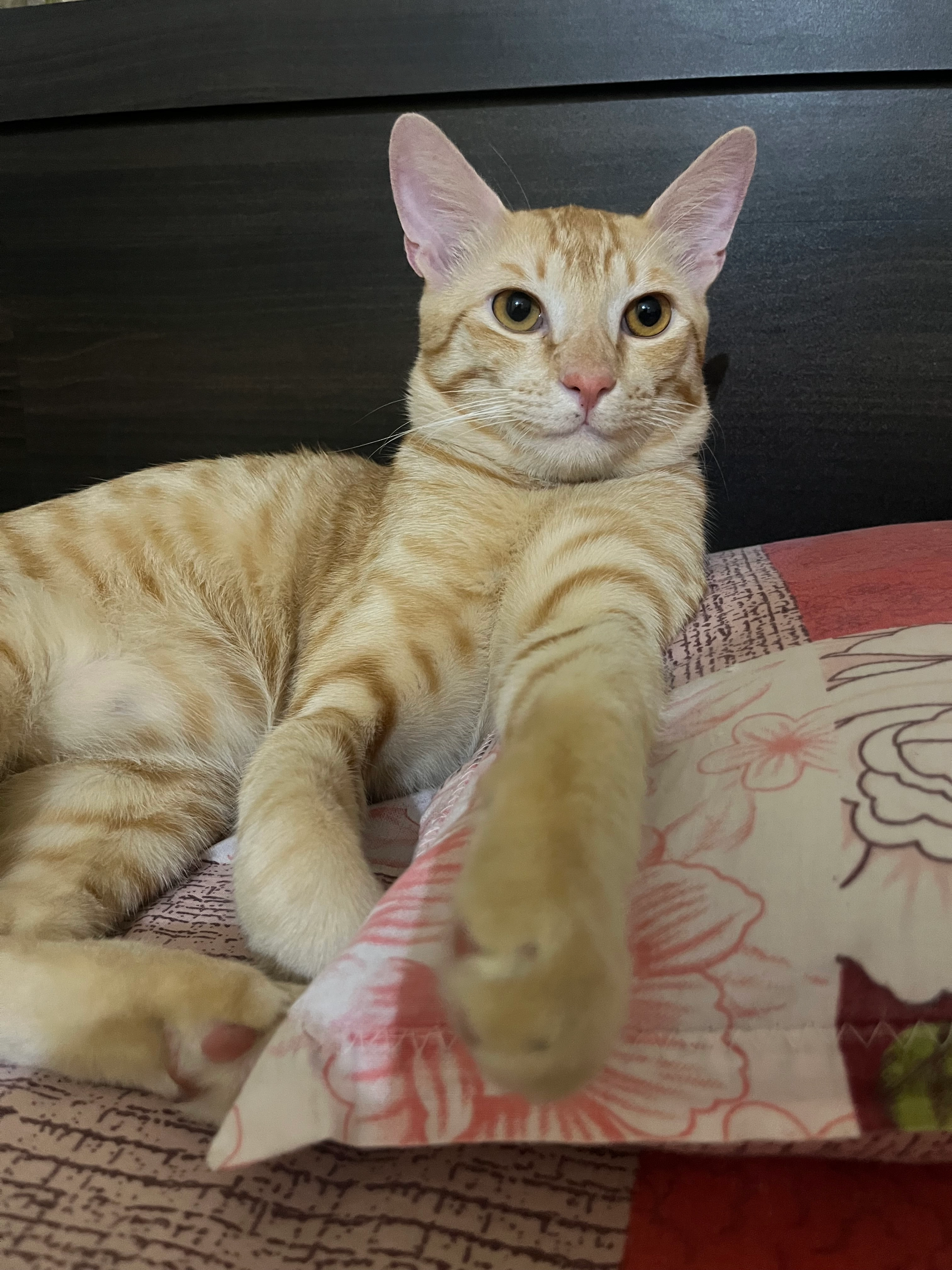 Mickey - 2nd Main, Anekal