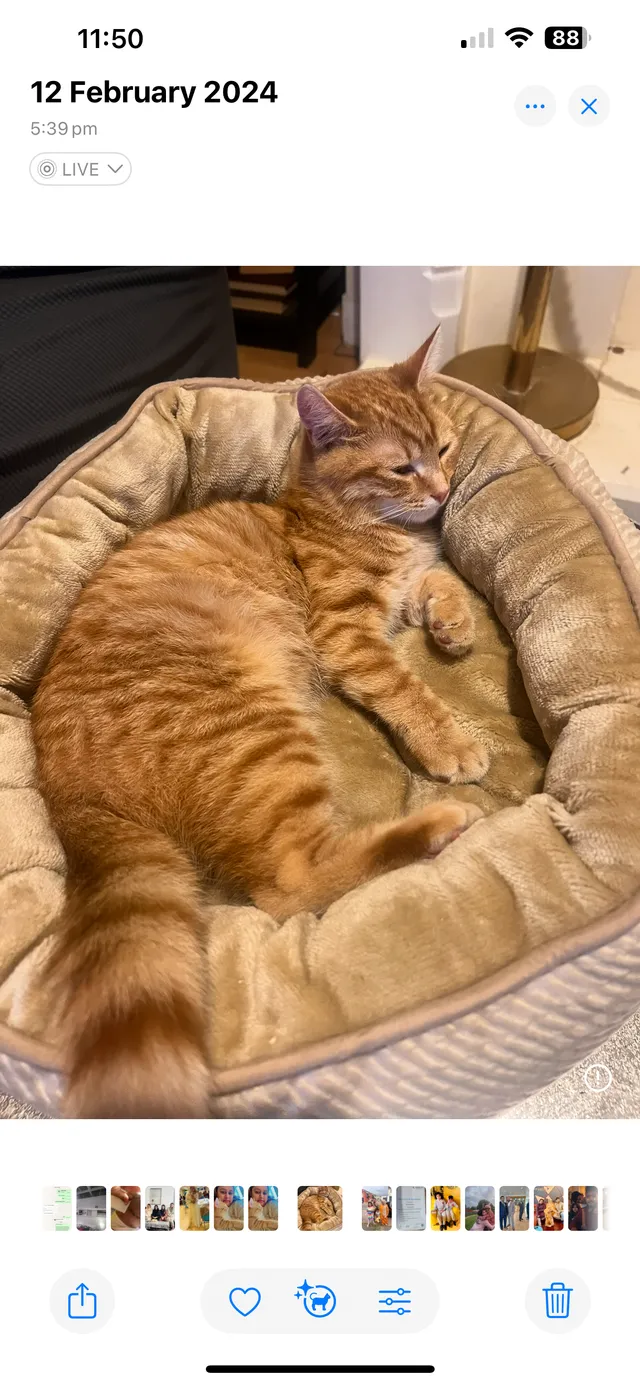 Ginger - Princess Avenue, Tilbury
