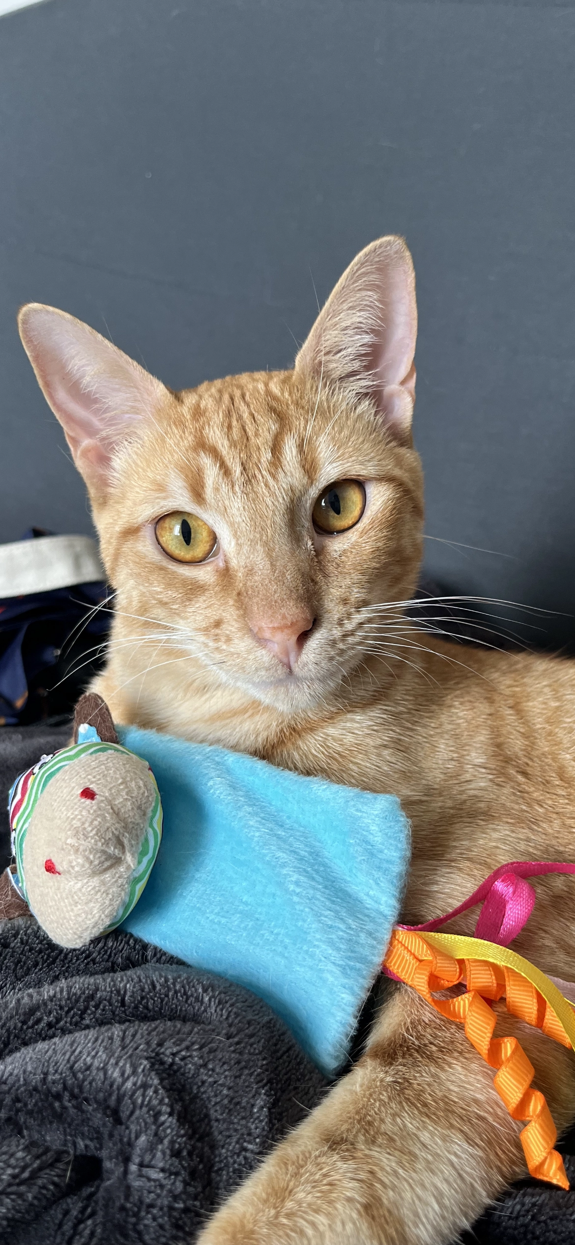 Iroquo - Rue Sadi Carnot, La Roche-sur-Yon