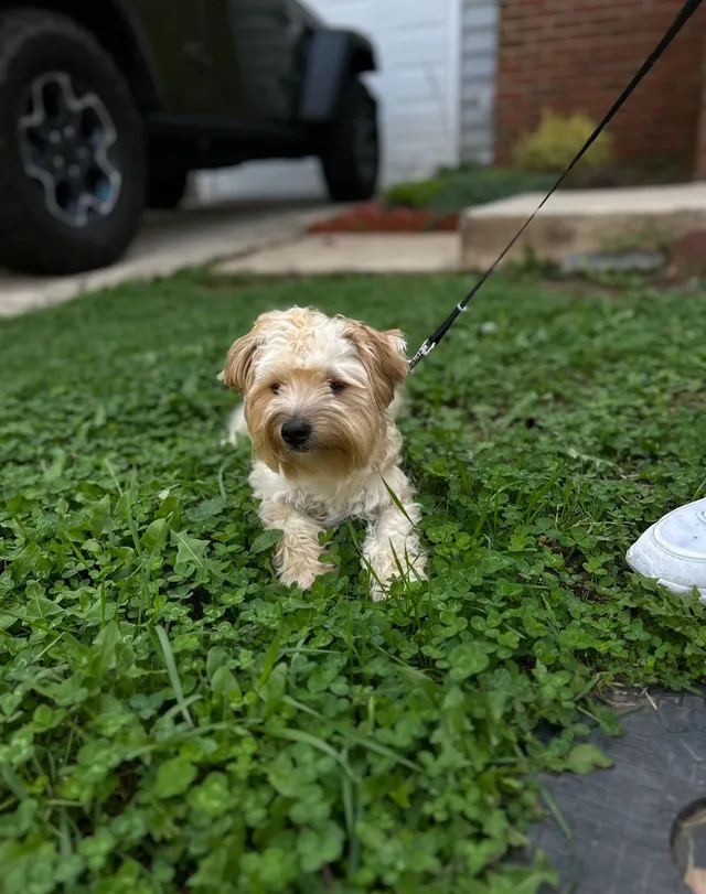 Teddy - Paget Terrace, Ashburn