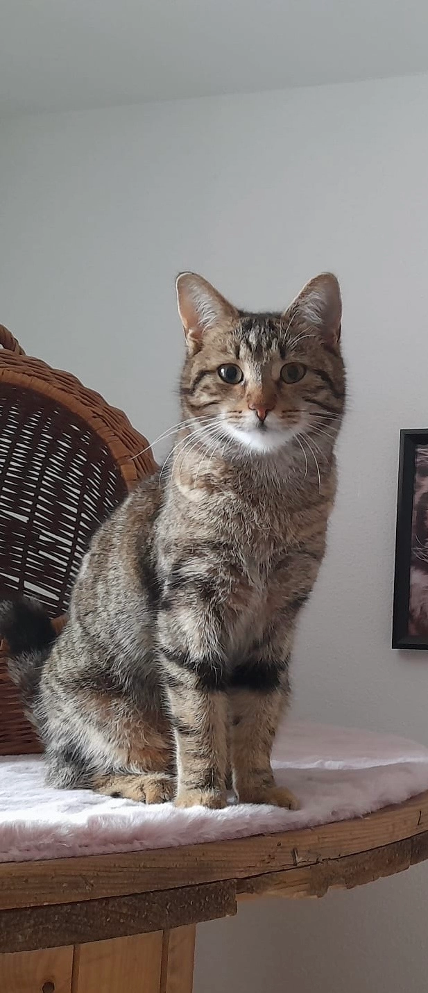 Tigerle - Mühläckerweg, Ichenhausen