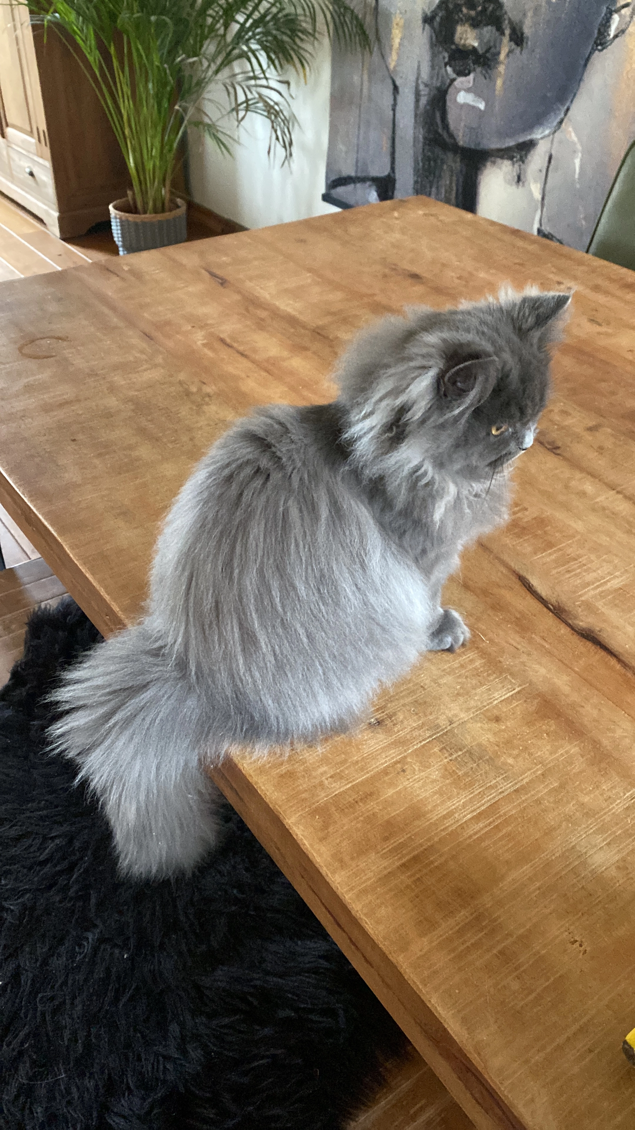 Beertje  - Haverakker, Heino