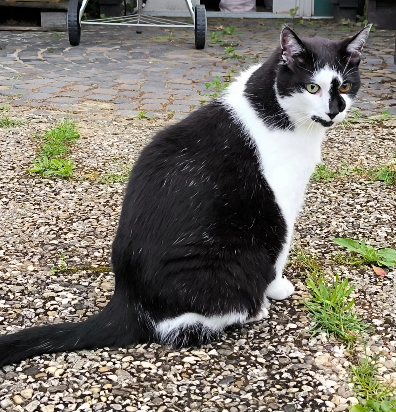 Bennie - Sachsenstraße, Schwalbach am Taunus