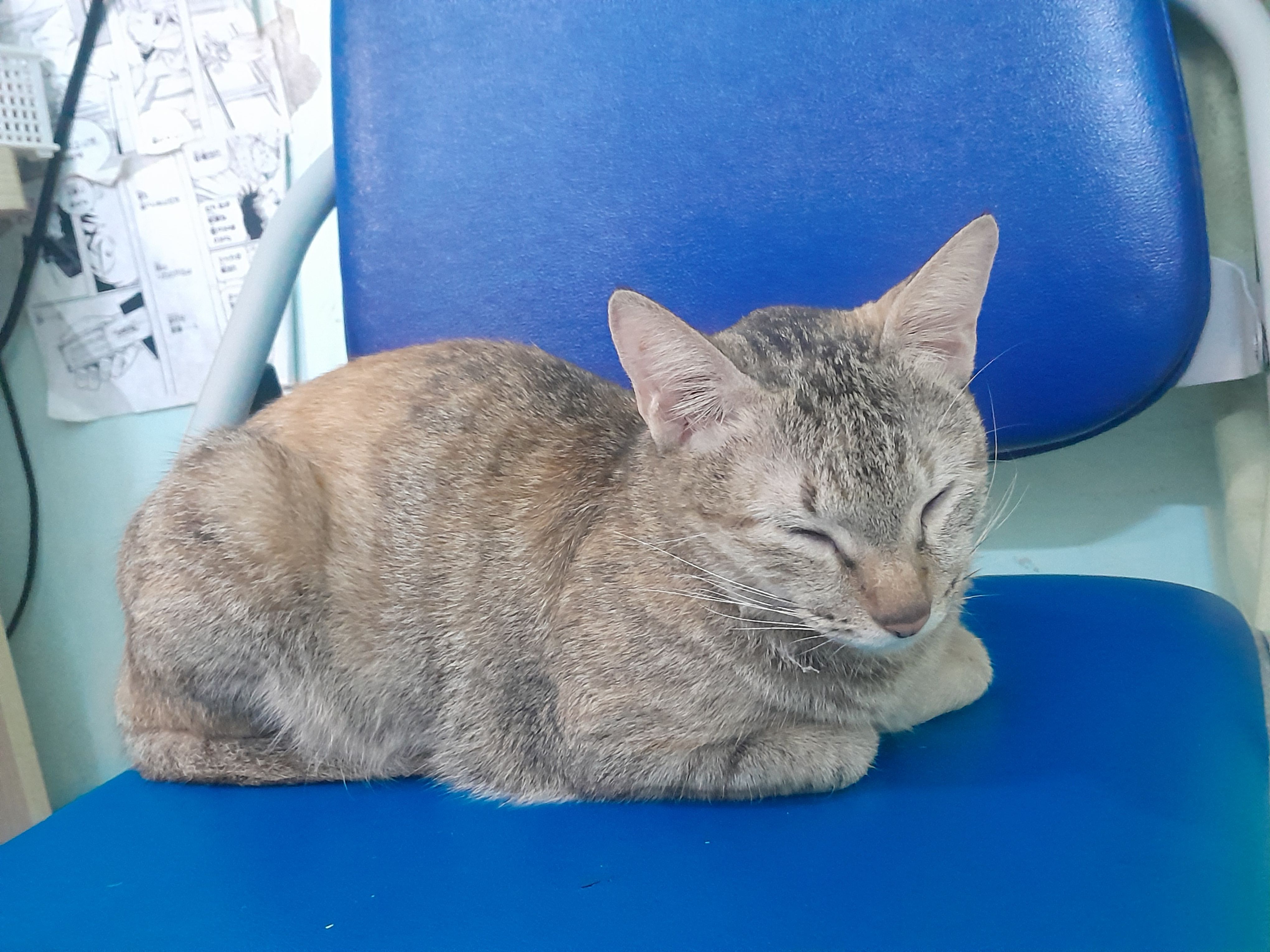 Rin - Xuân Sơn, Hanoi