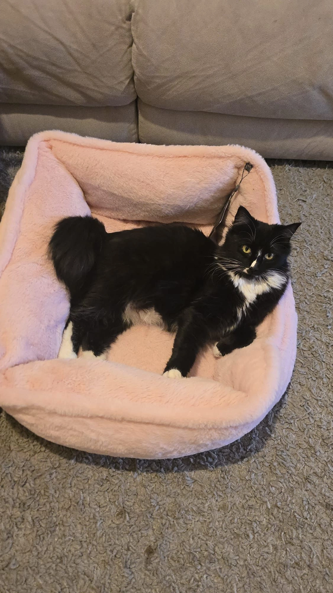 Mila  - Oakfields, Guildford